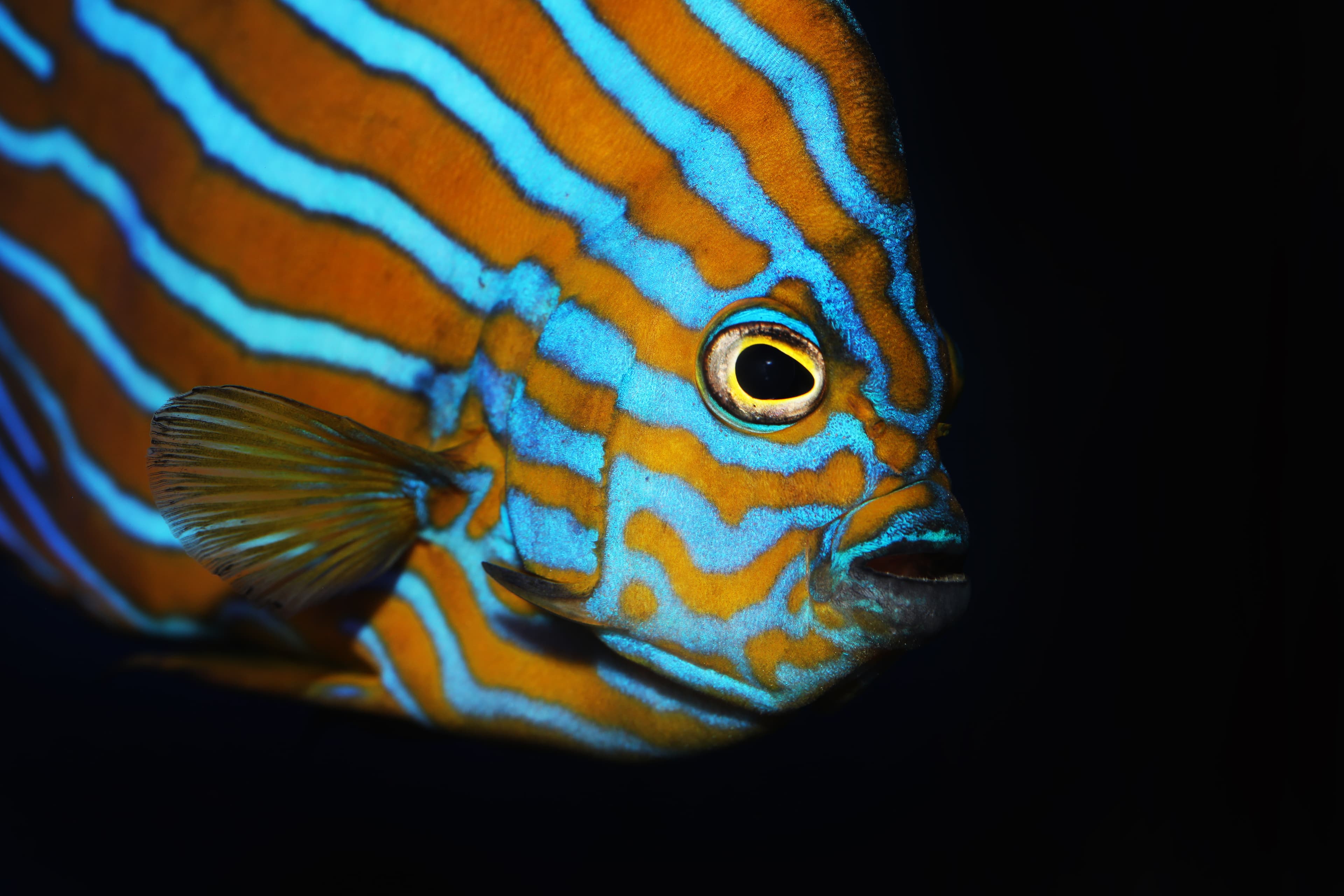 Blue-striped Angelfish (Chaetodontoplus septentrionalis)