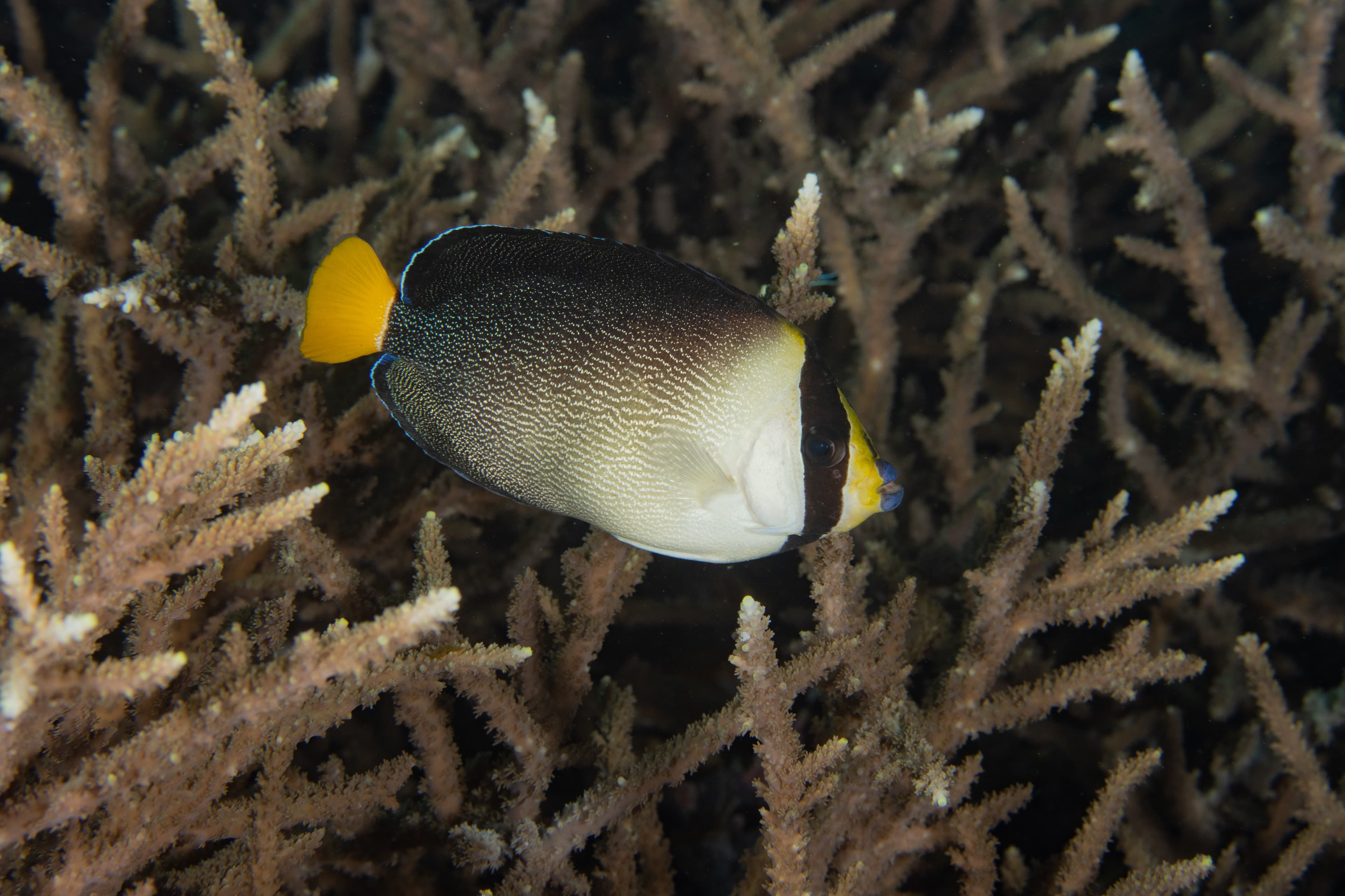 Vermiculated Angelfish (Chaetodontoplus mesoleucus) in Raja Ampat