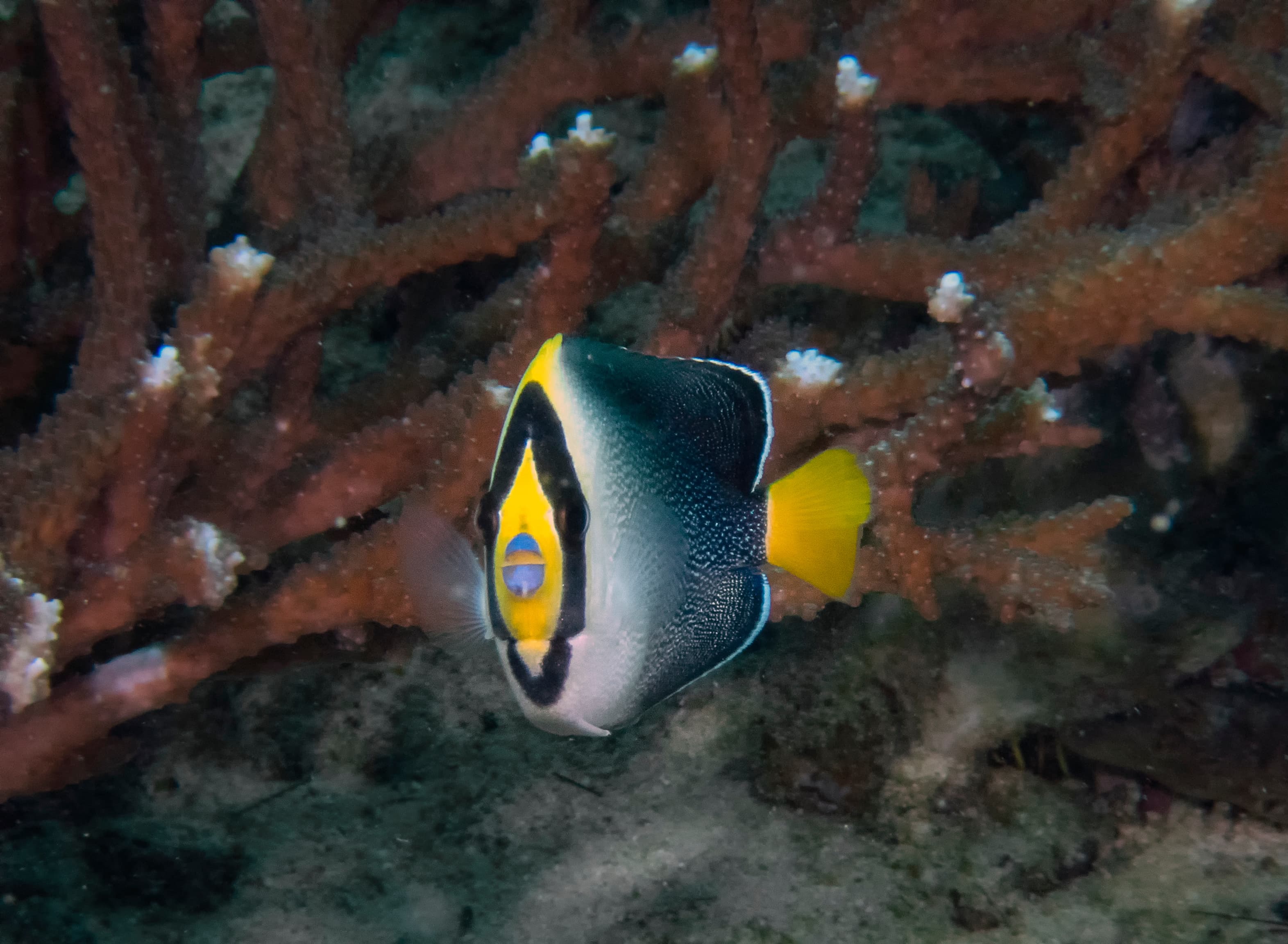 Vermiculated Angelfish (Chaetodontoplus mesoleucus)