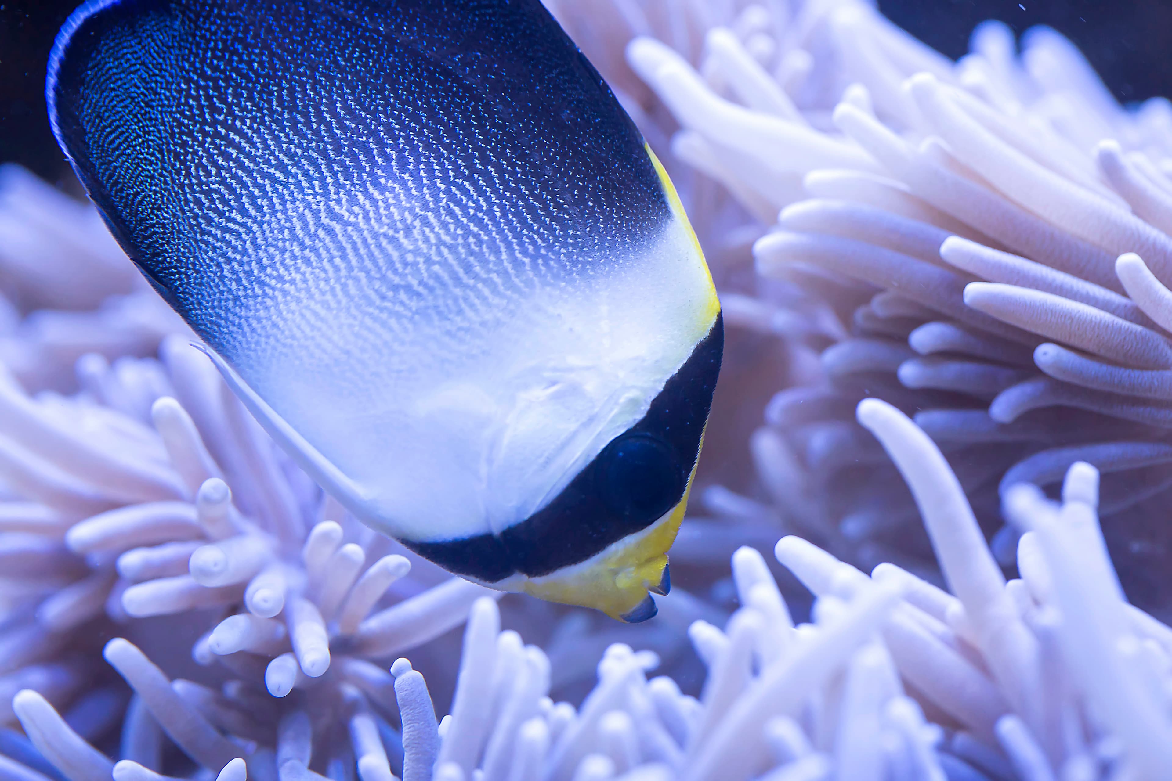 Vermiculated Angelfish (Chaetodontoplus mesoleucus)