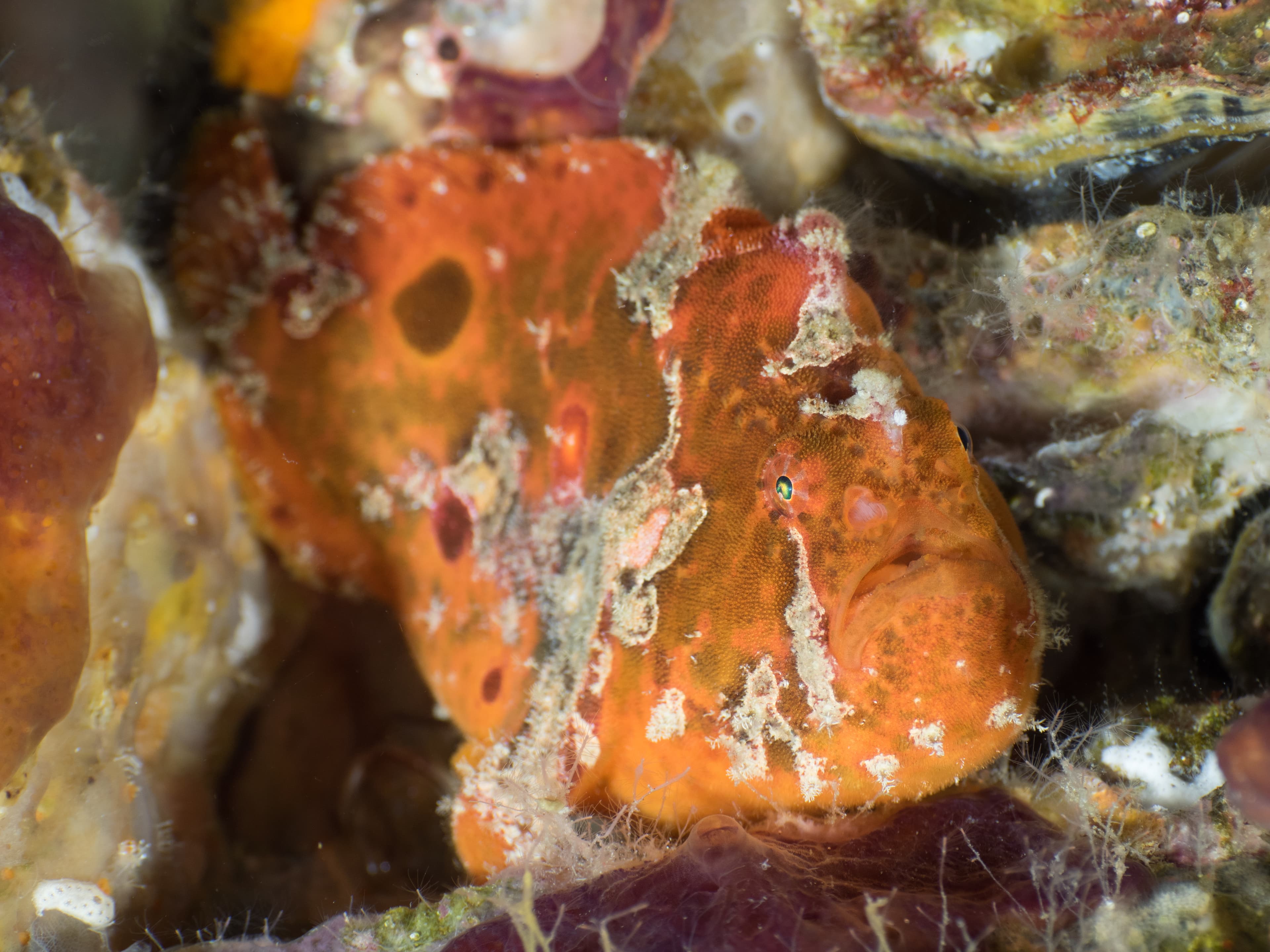 Scarlet Frogfish or Freckled Anglerfish (Antennatus coccineus), Mergui Archipelago, Myanmar