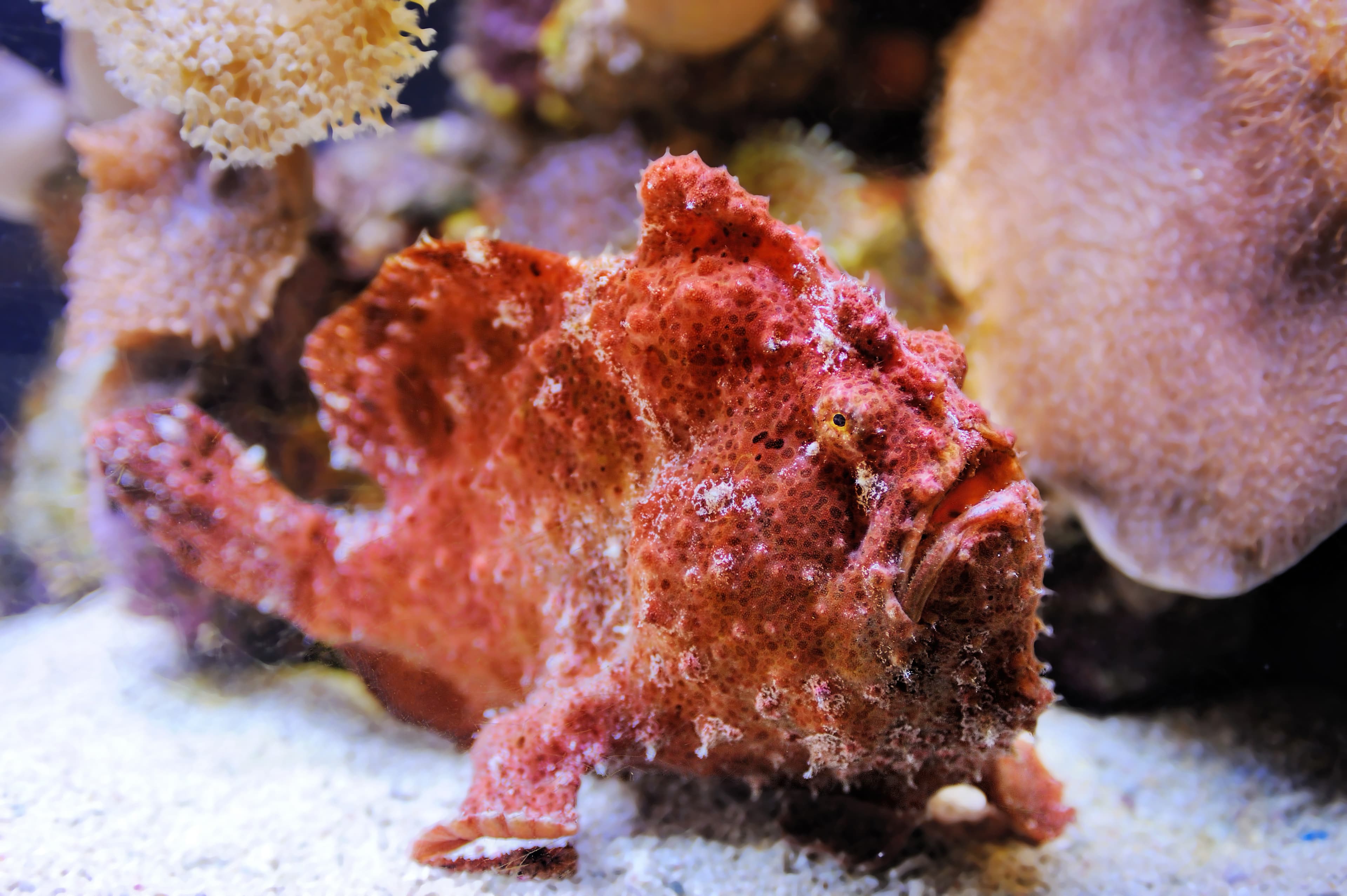 Scarlet Frogfish (Antennatus coccineus)