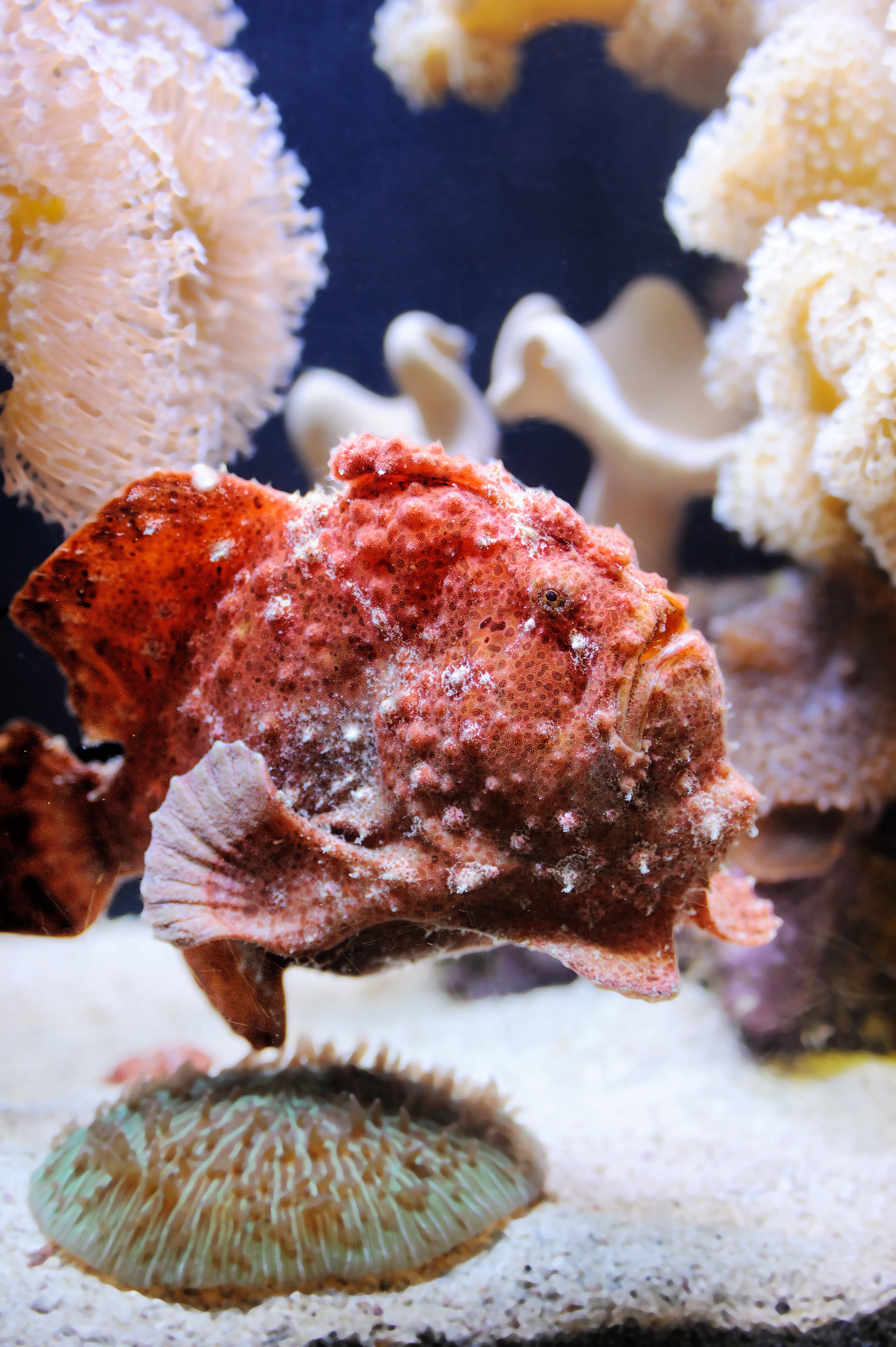 Scarlet Frogfish (Antennatus coccineus)