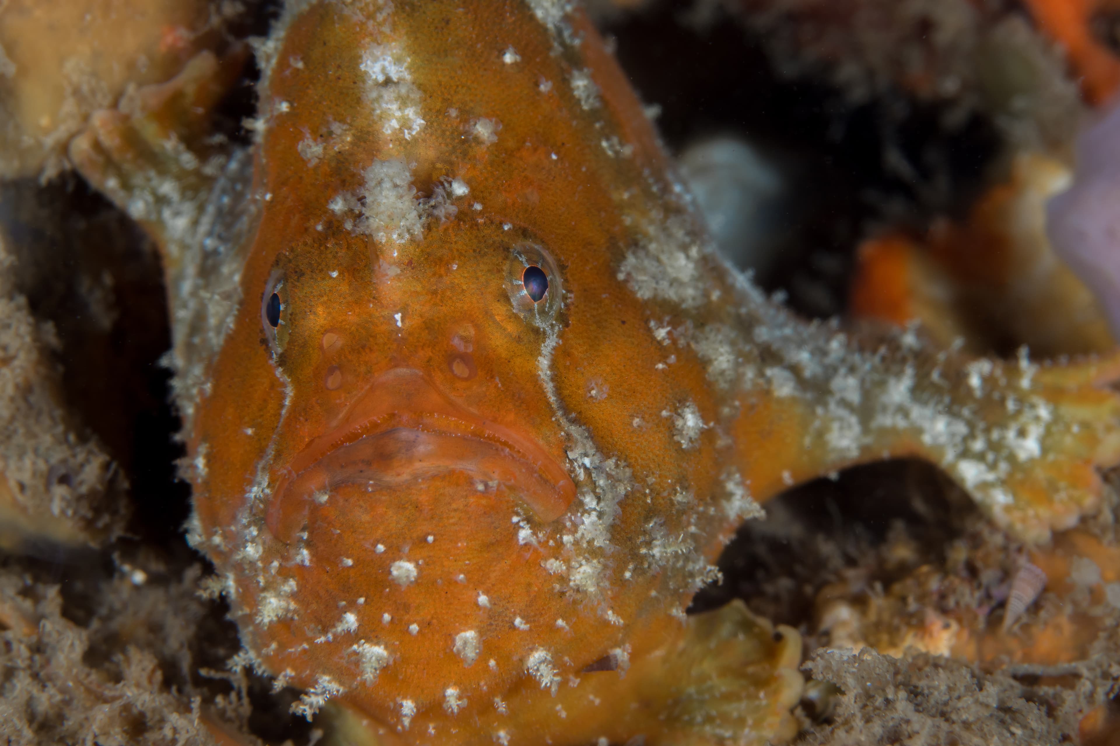 Scarlet Frogfish or Freckled Anglerfish (Antennatus coccineus)