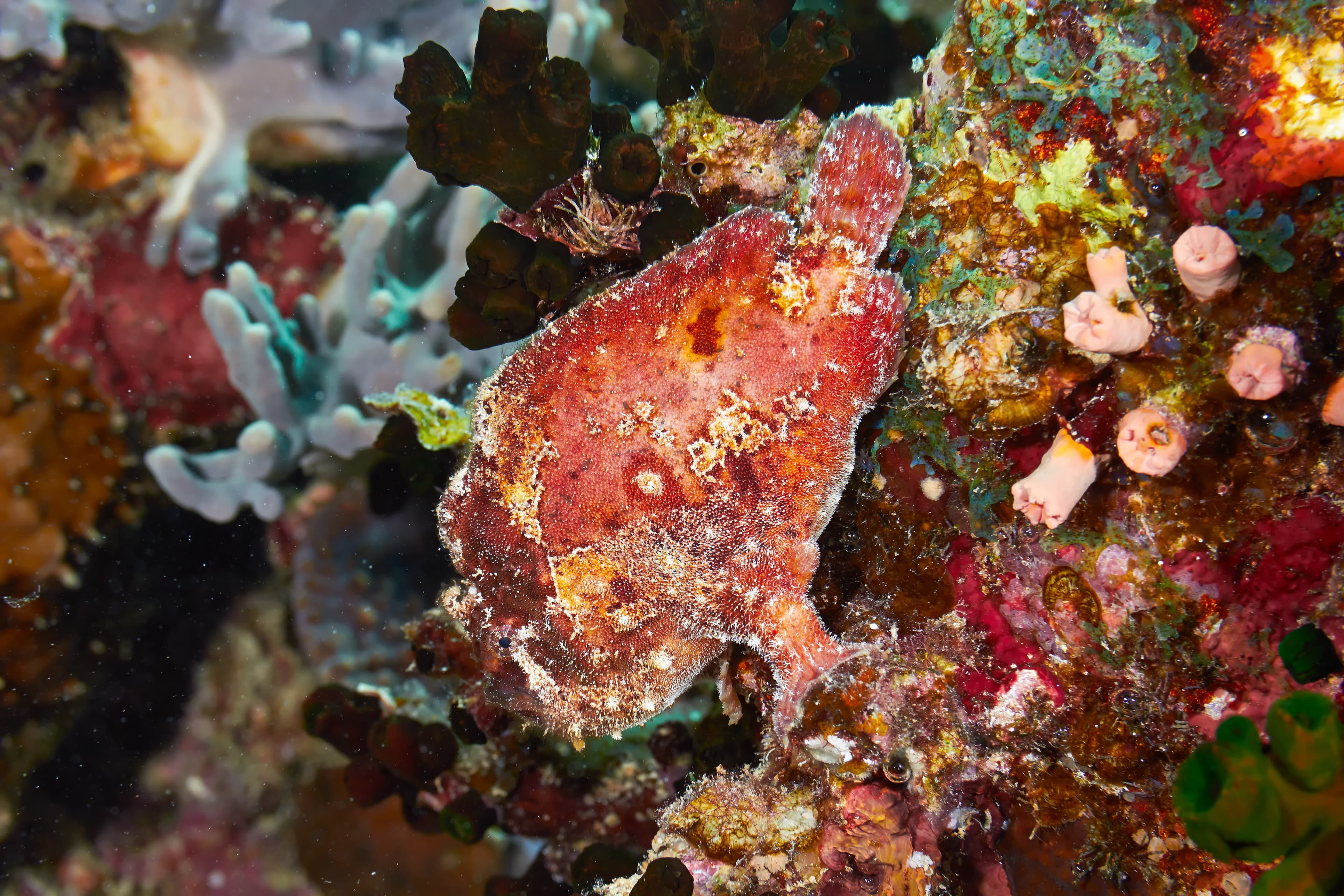 Scarlet Frogfish (Antennatus coccineus)