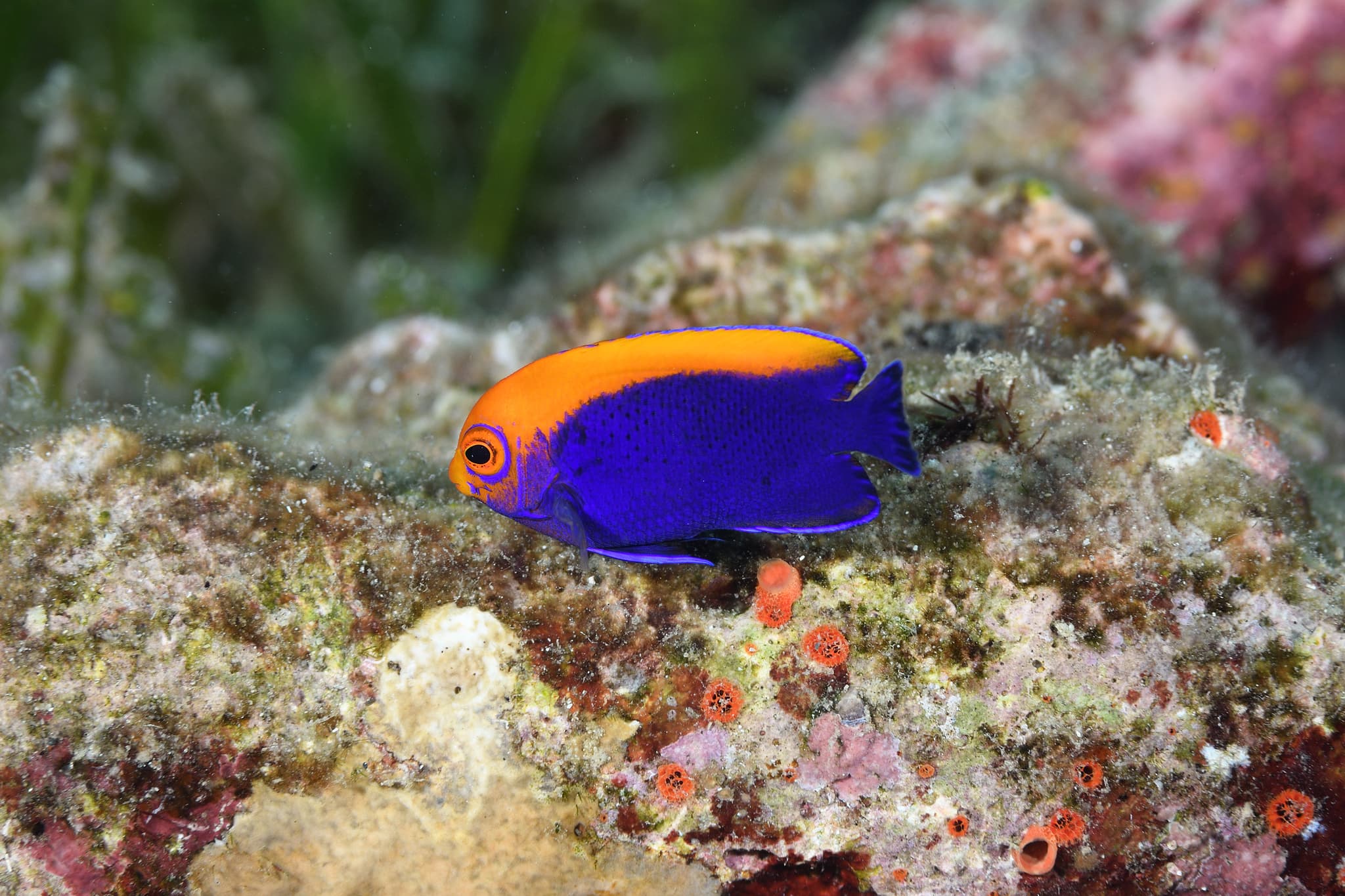 Flameback Angelfish (Centropyge aurantonotus)