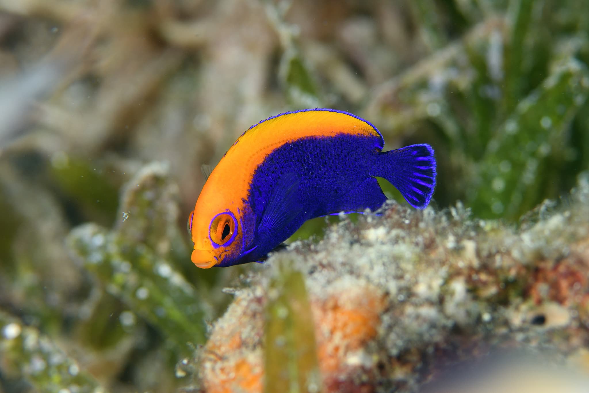 Flameback Angelfish (Centropyge aurantonotus)