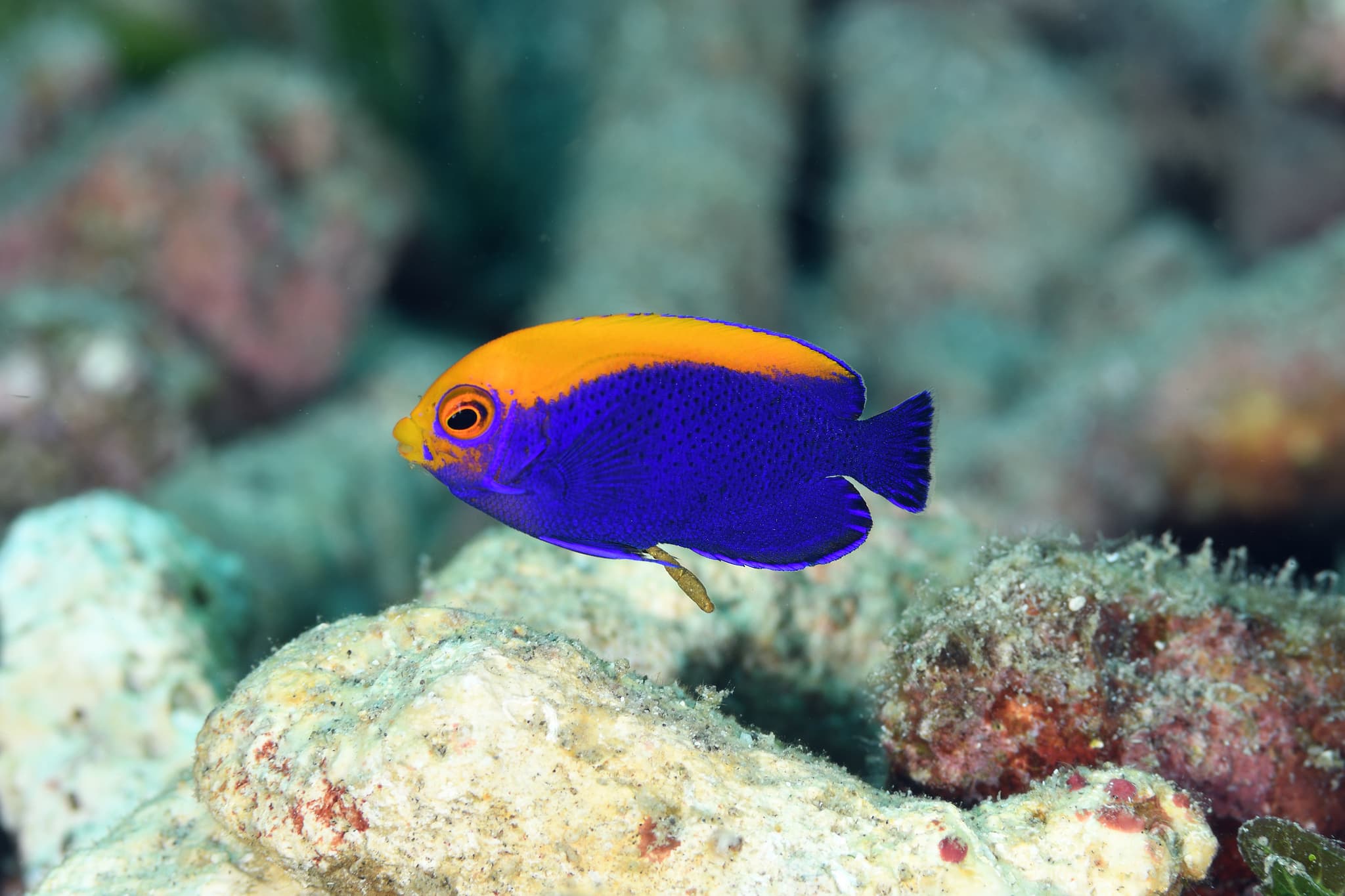 Flameback Angelfish (Centropyge aurantonotus)