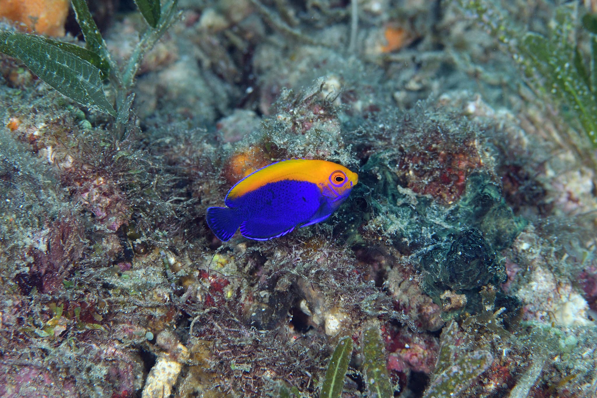 Flameback Angelfish (Centropyge aurantonotus)