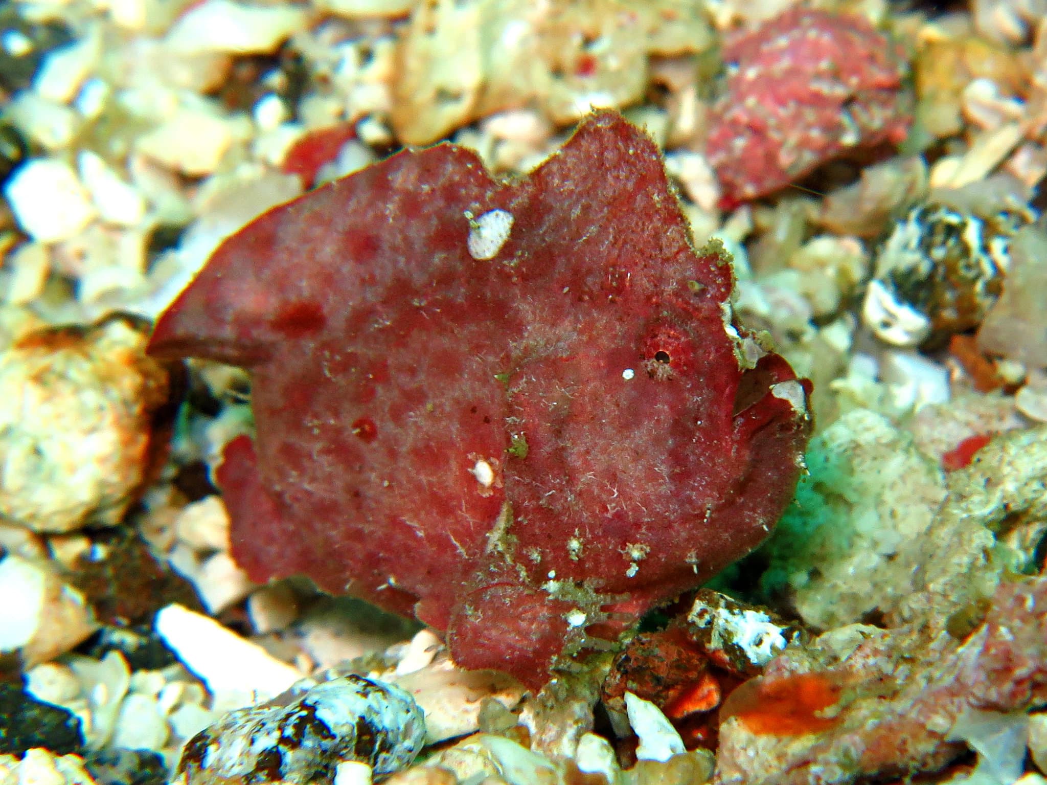 Randall's Frogfish (Antennarius randalli)