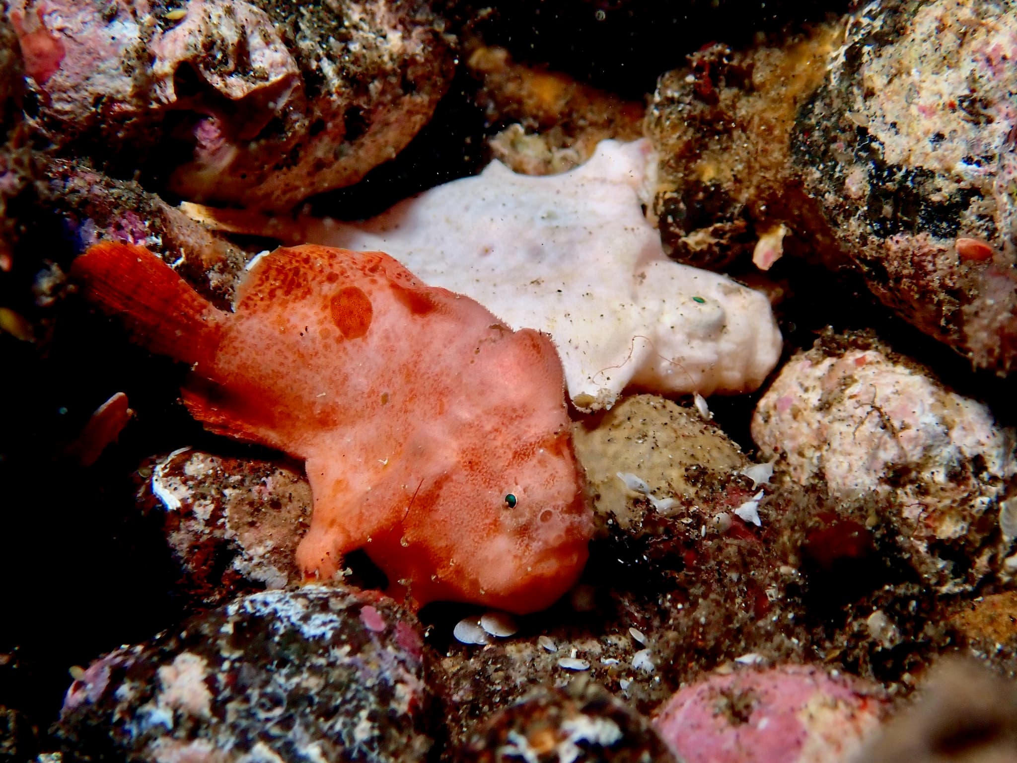 Randall's Frogfish (Antennarius randalli)