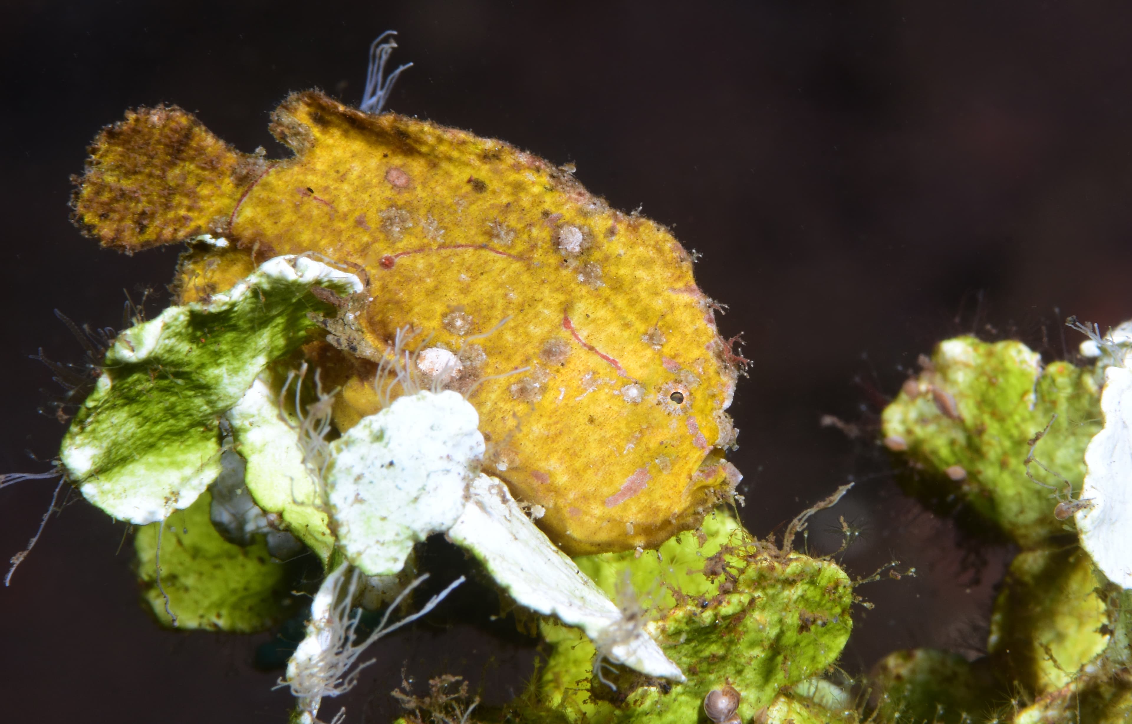 Randall's Frogfish (Antennarius randalli). Tulamben, Bali, Indonesia