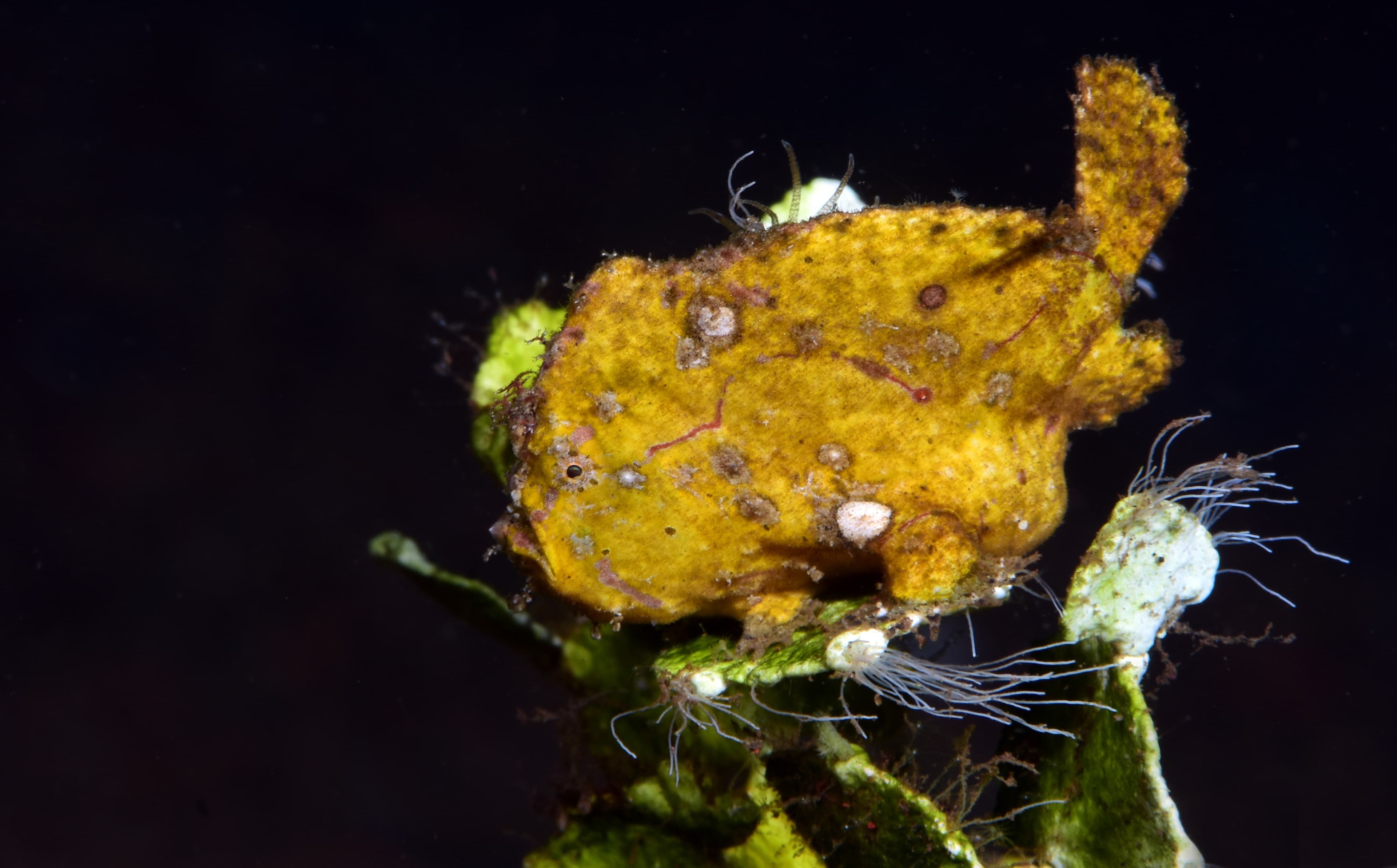 Randall's Frogfish (Antennarius randalli). Tulamben, Bali, Indonesia