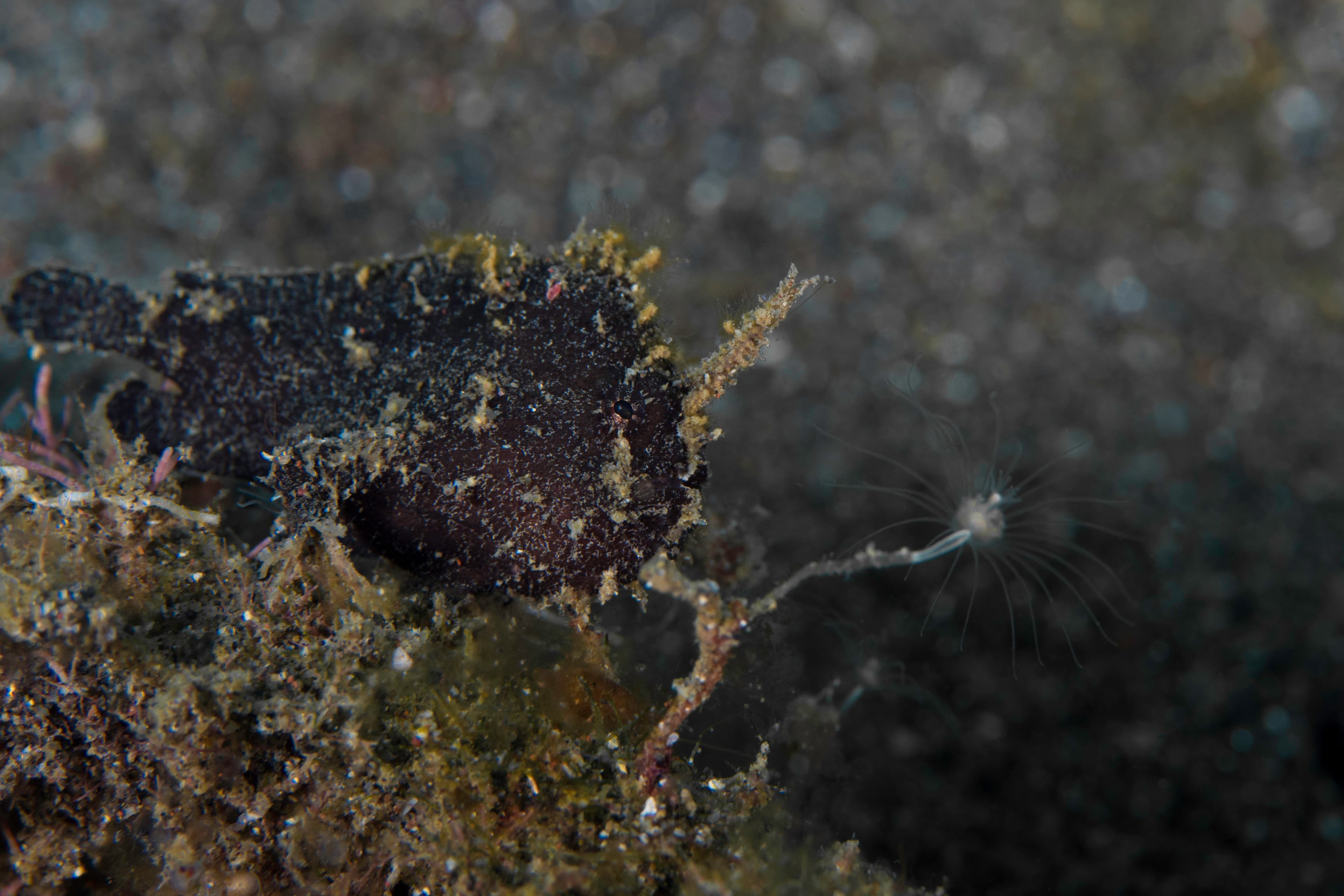 Camouflaged Randall's Frogfish (Antennarius randalli)