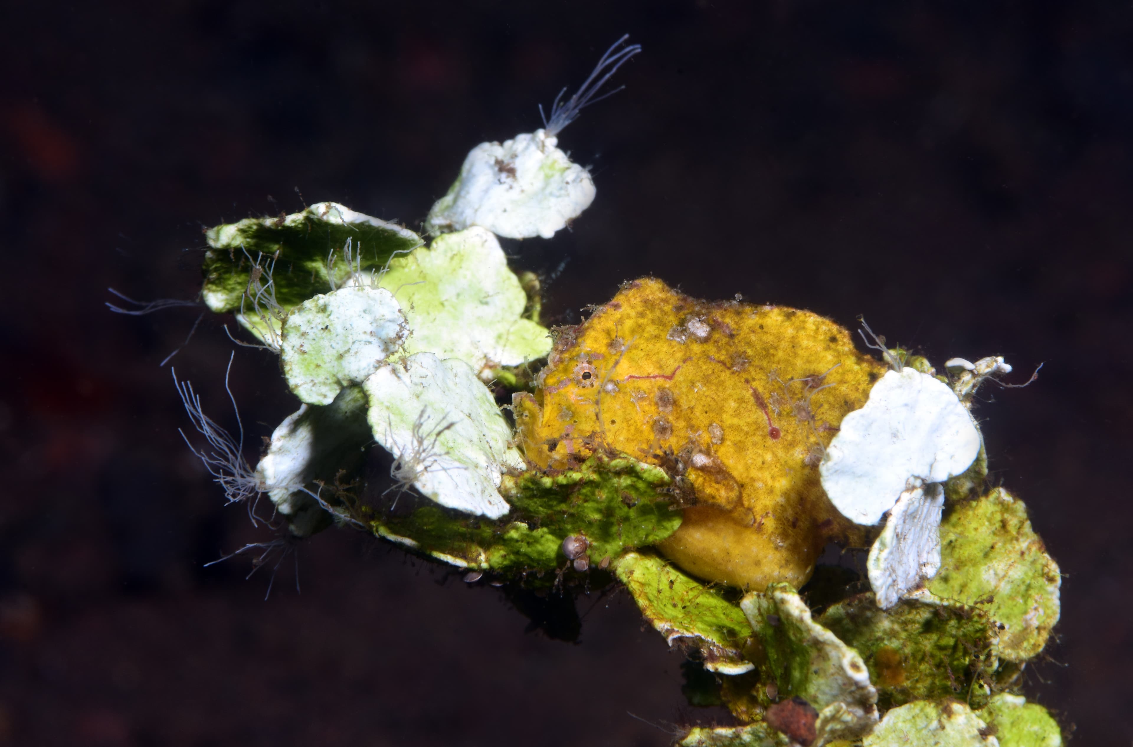 Randall's Frogfish (Antennarius randalli). Tulamben, Bali, Indonesia