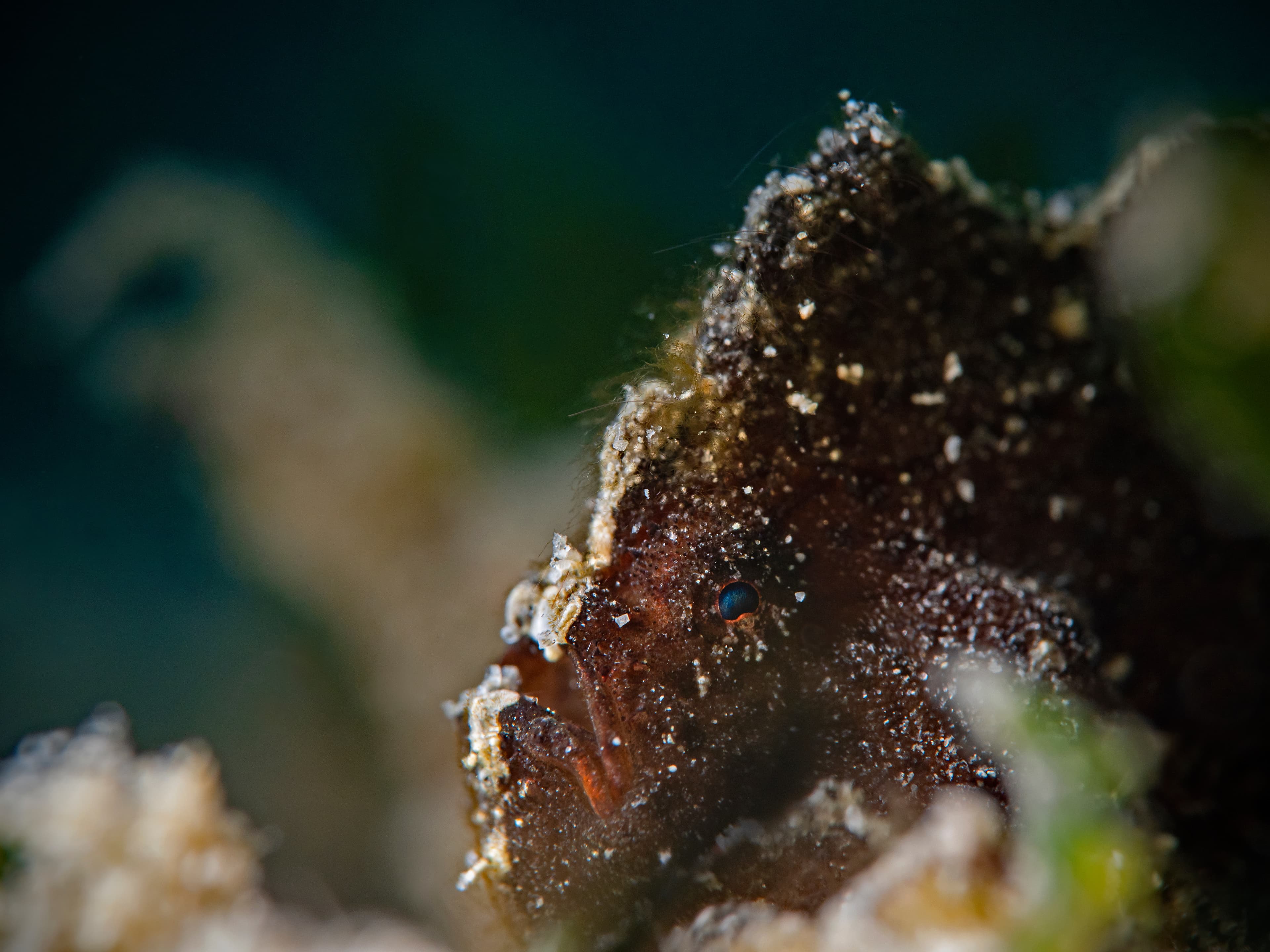 Randall's Frogfish (Antennarius randalli)