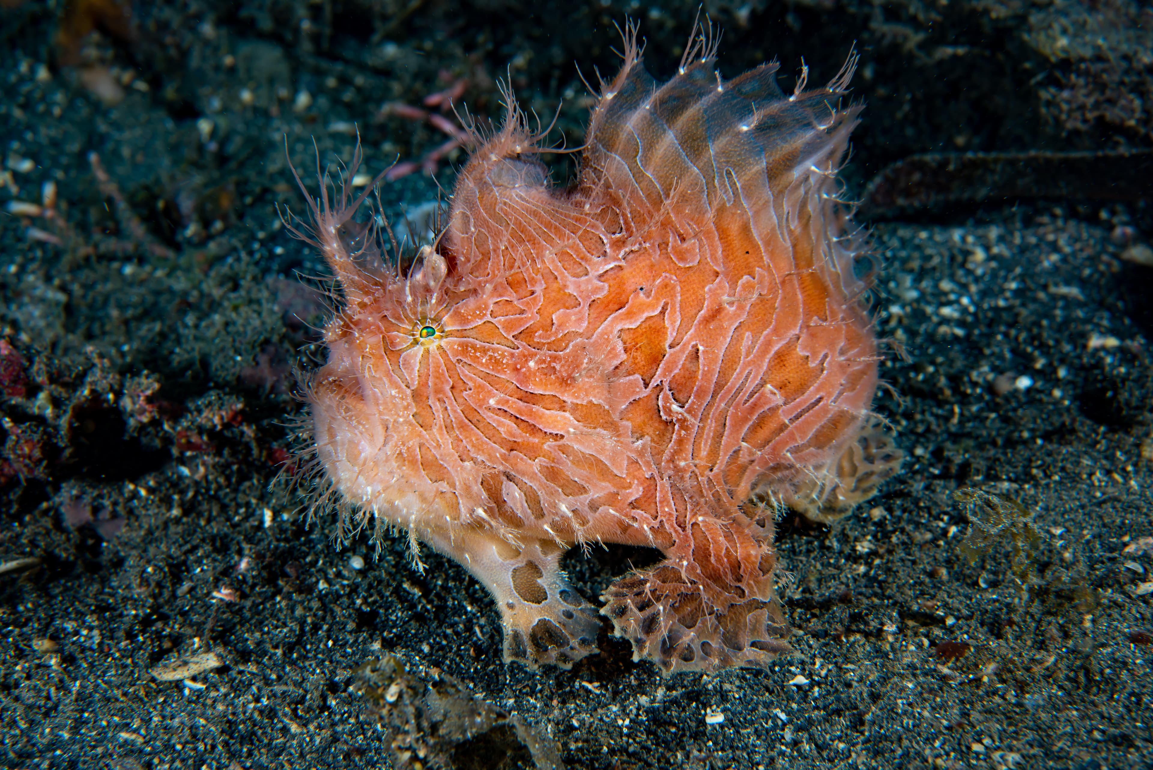 Striated Frogfish (Antennarius striatus)