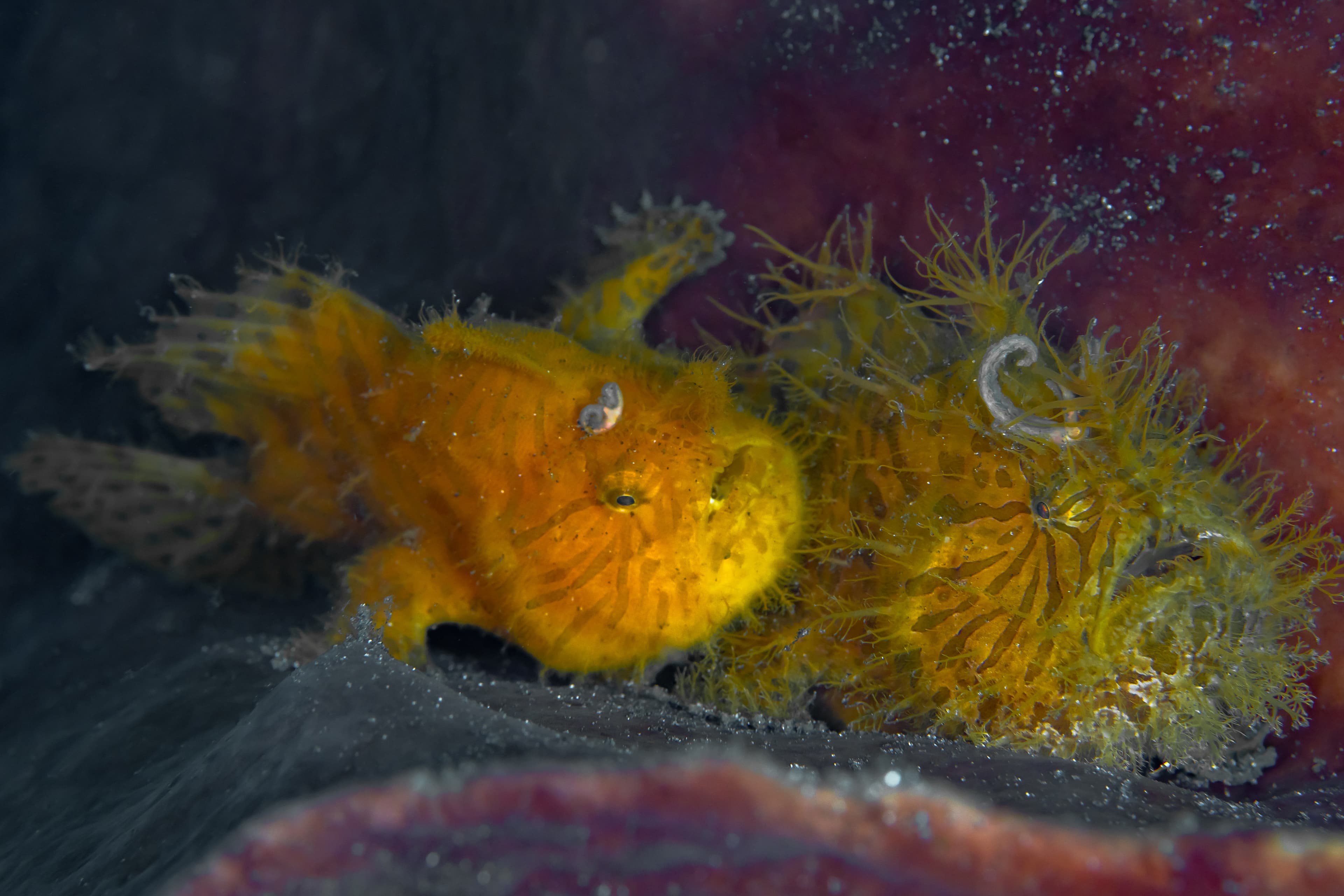 Orange and yellowStriated Frogfish (Antennarius striatus) resting on barrel sponge