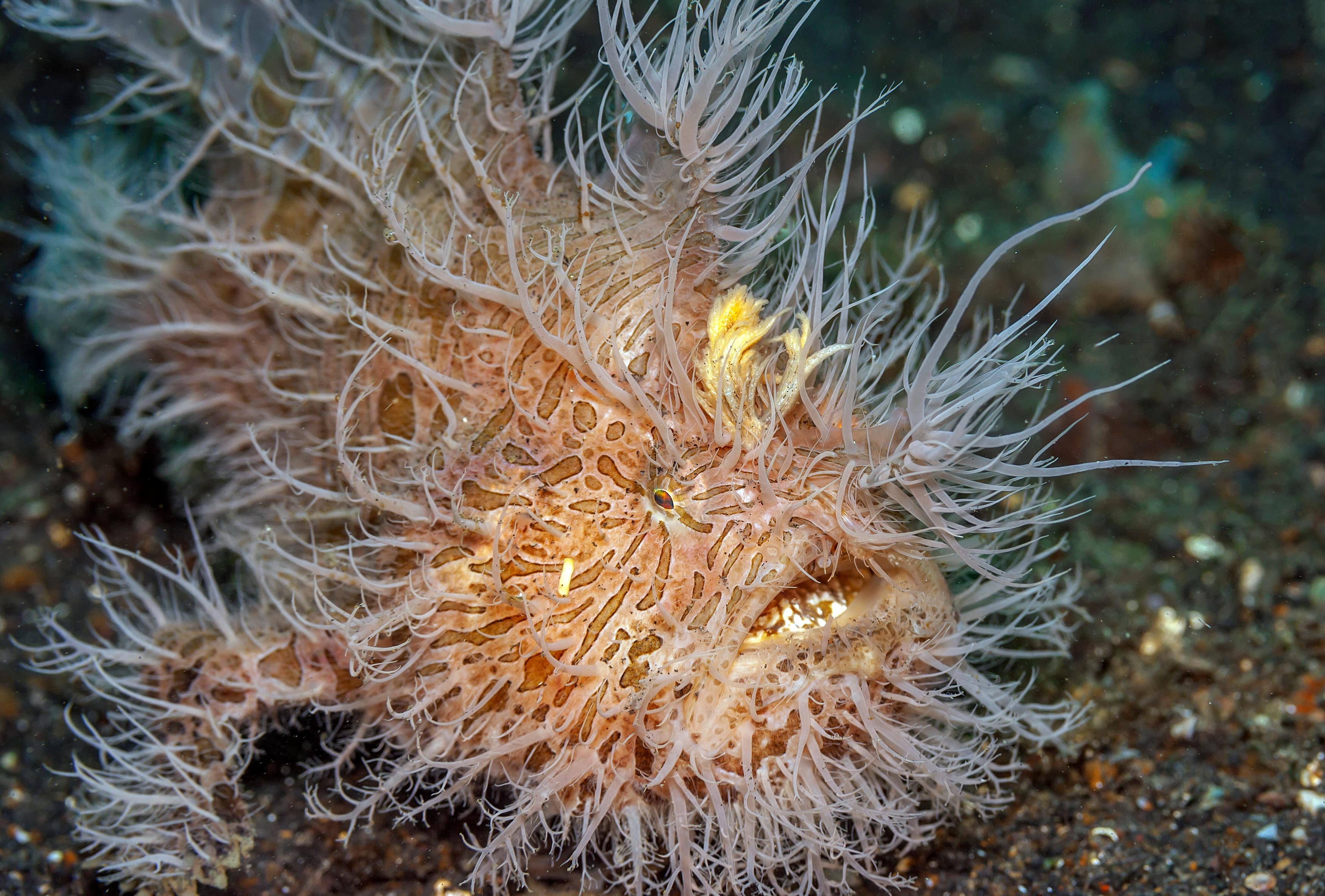 Striated Frogfish (Antennarius striatus)