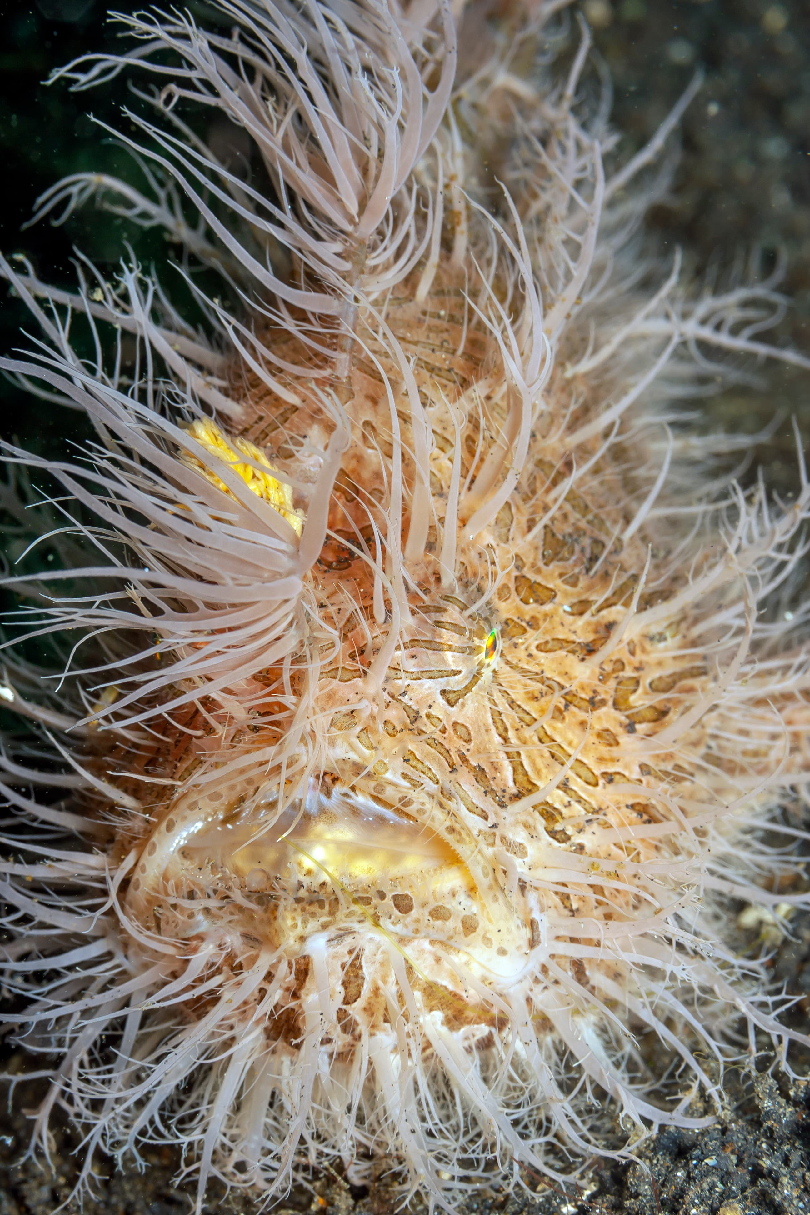 Striated Frogfish (Antennarius striatus)