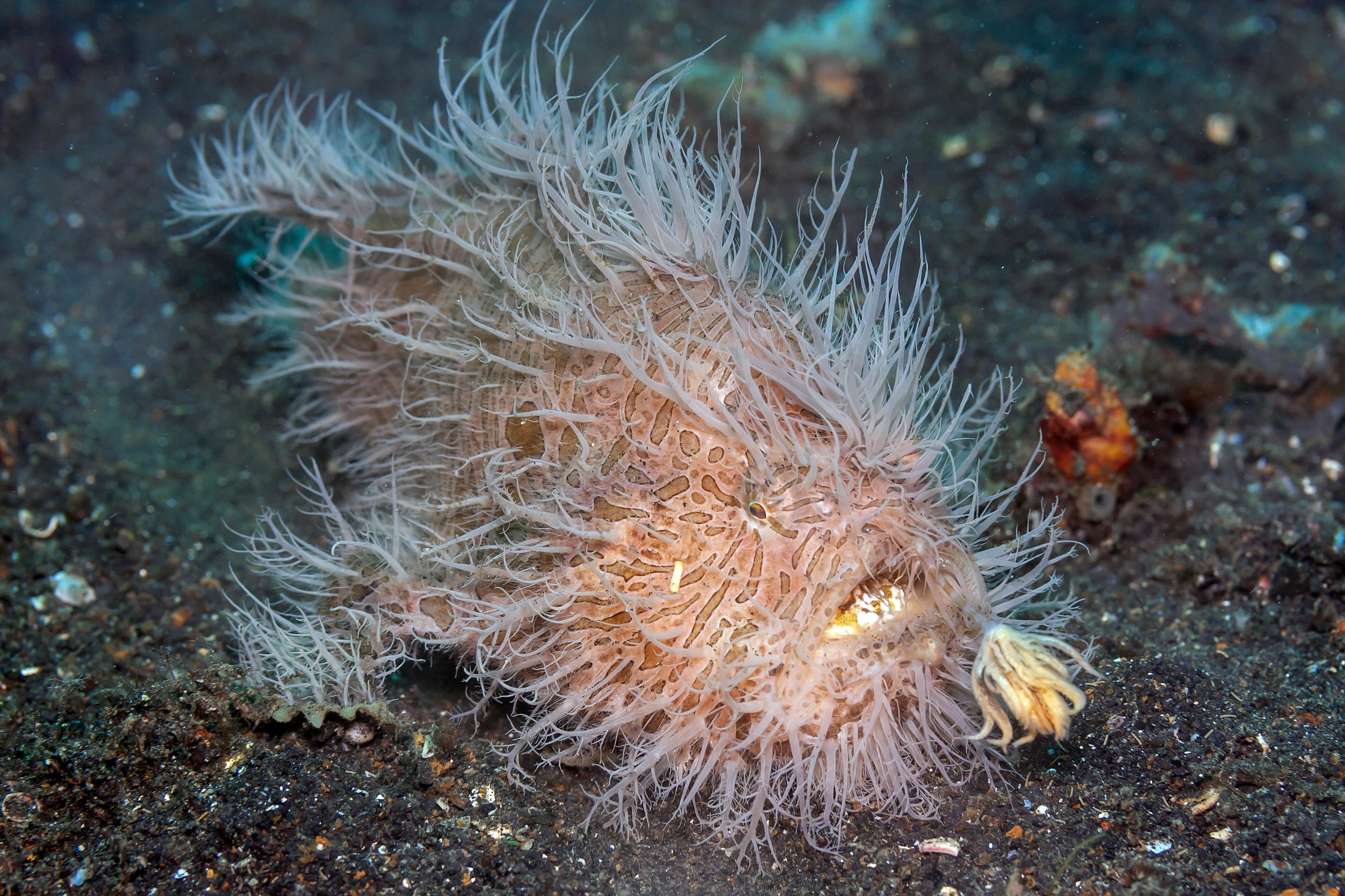 Striated Frogfish (Antennarius striatus)