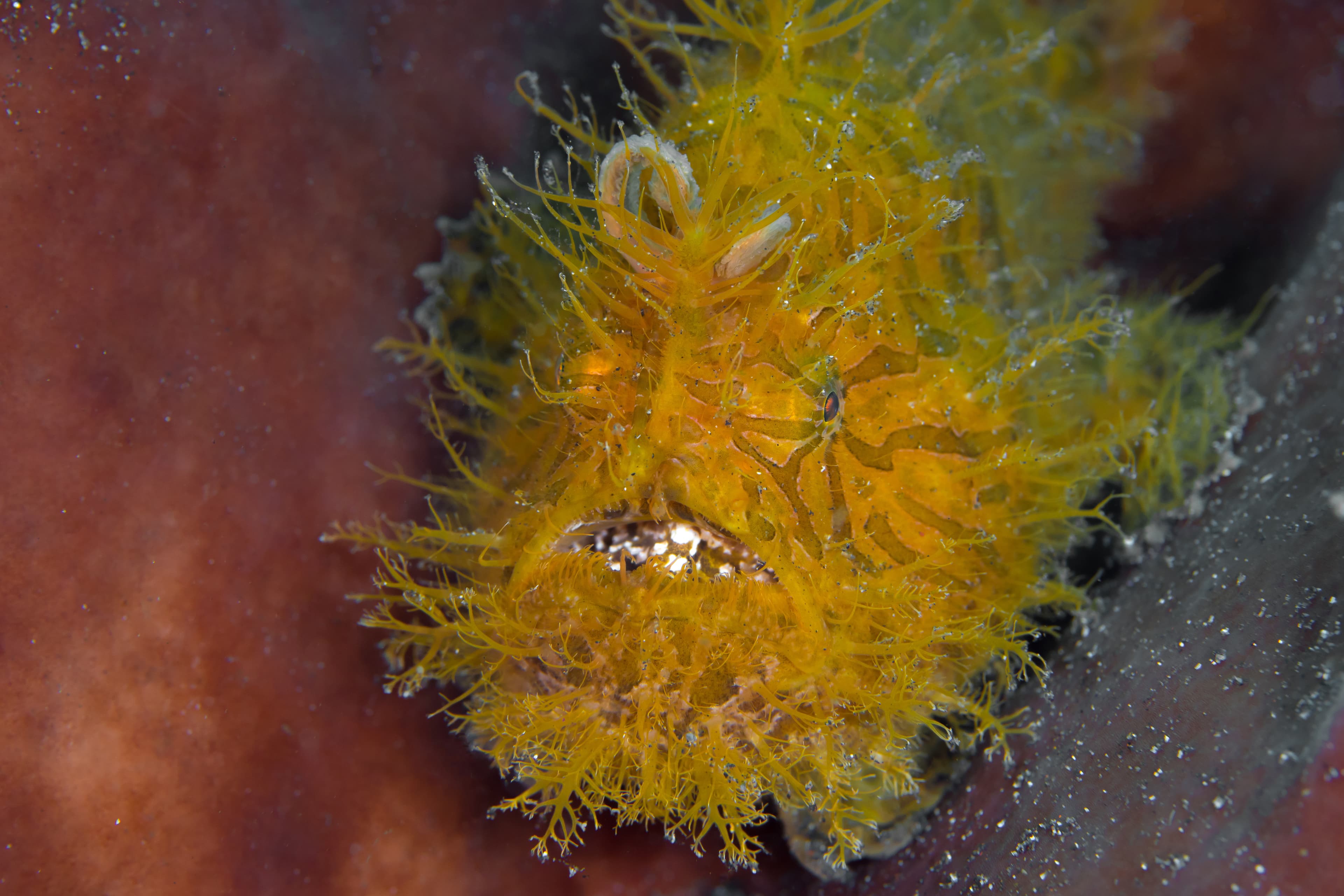 Orange and yellowStriated Frogfish (Antennarius striatus) resting on barrel sponge