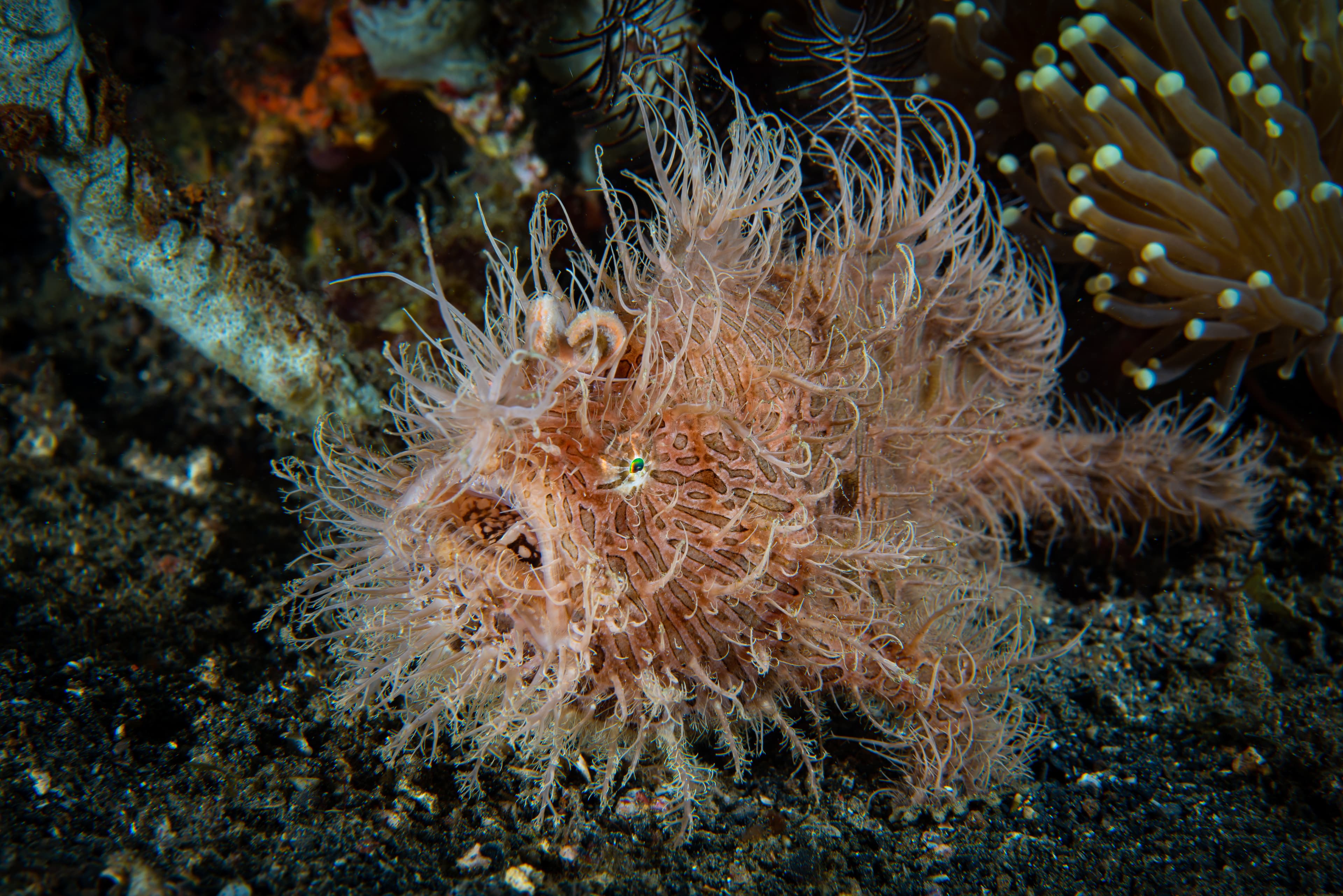 Striped Frogfish Antennarius striatus