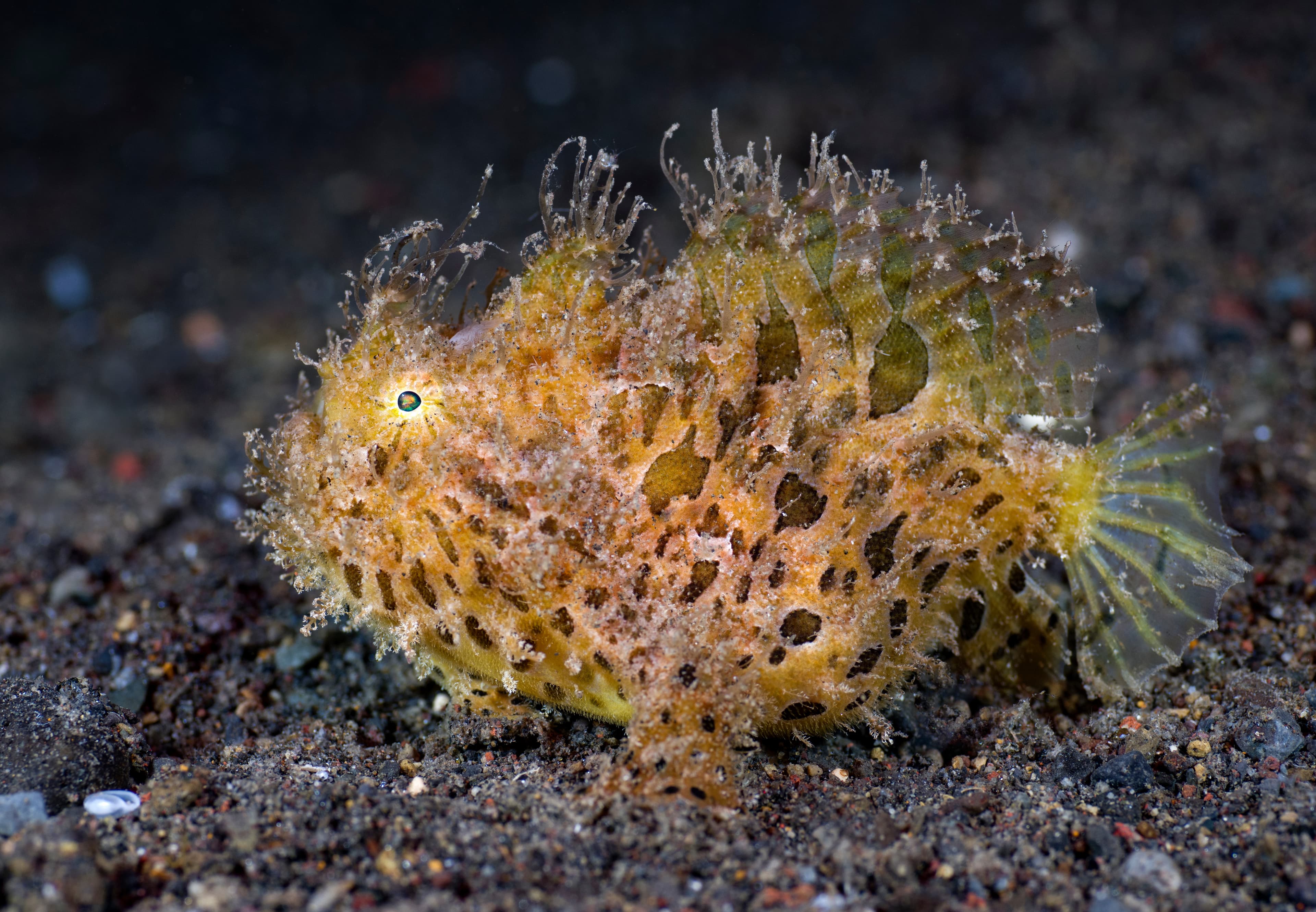 Striated Frogfish (Antennarius striatus). Tulamben, Bali, Indonesia