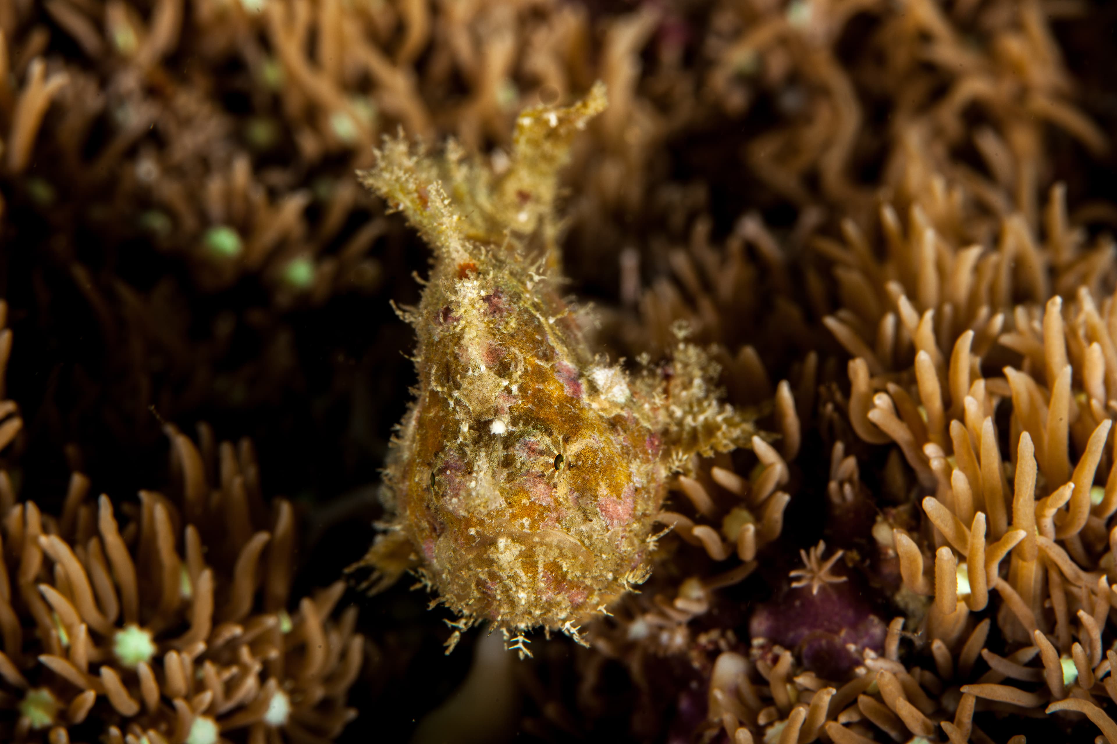 Spotfin Frogfish (Antennatus nummifer)