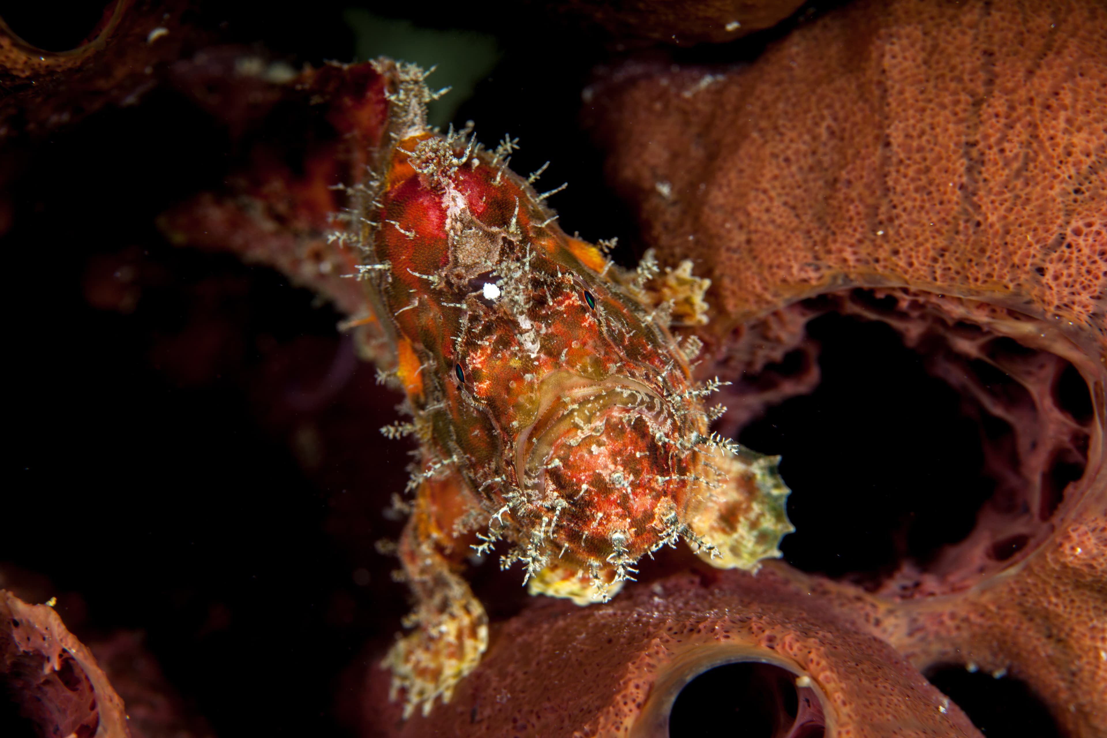 Spotfin Frogfish (Antennatus nummifer)