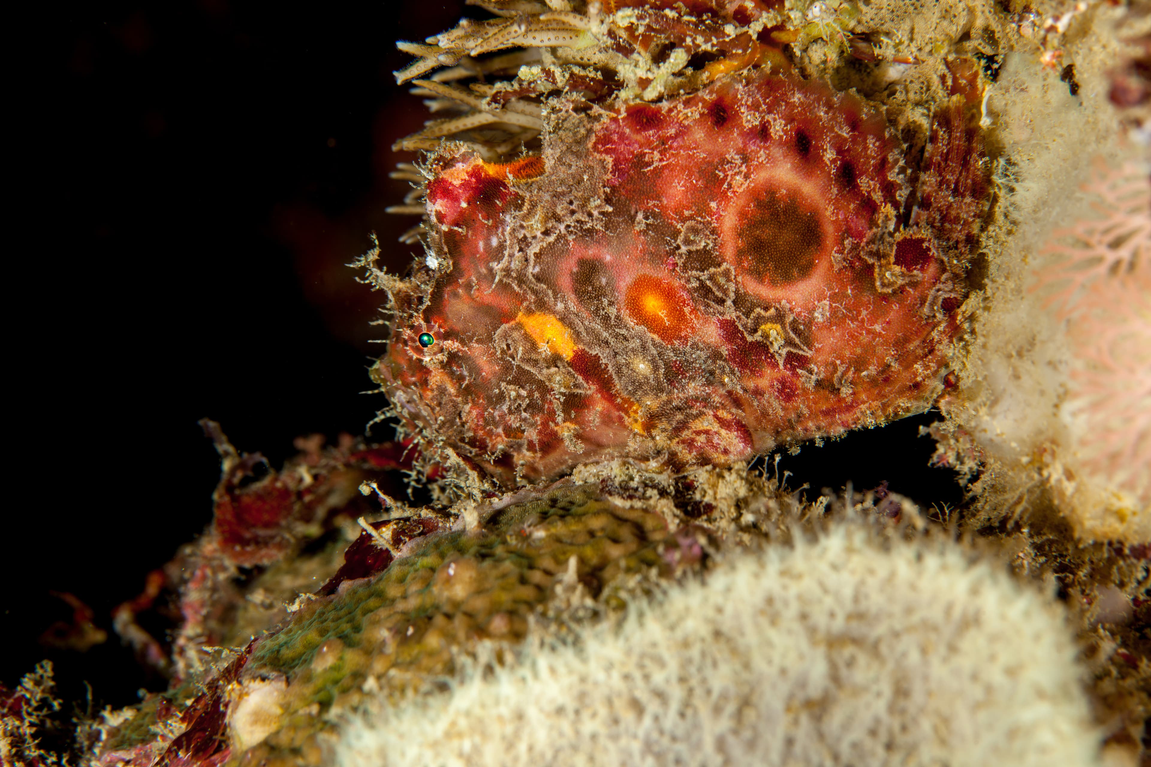 Spotfin Frogfish (Antennatus nummifer)