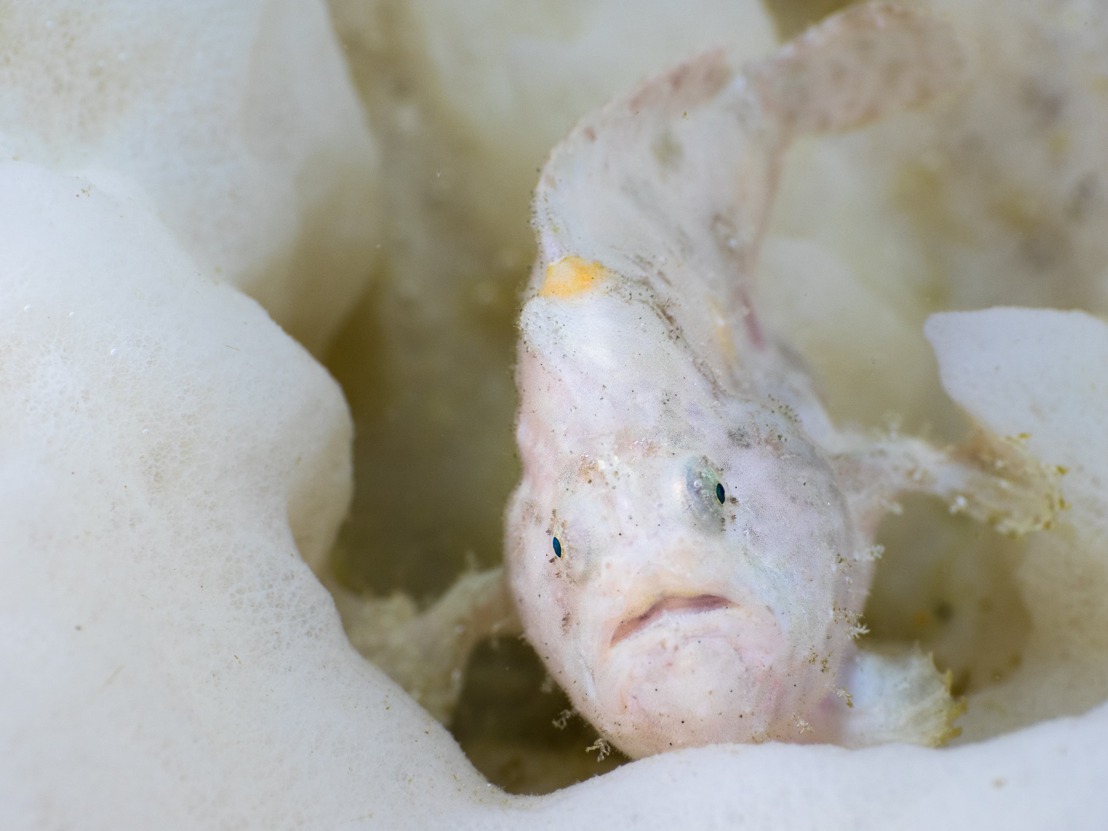 Juvenile Spotfin Frogfish (Antennatus nummifer) on a sea sponge. Mergui Archipelago, Myanmar