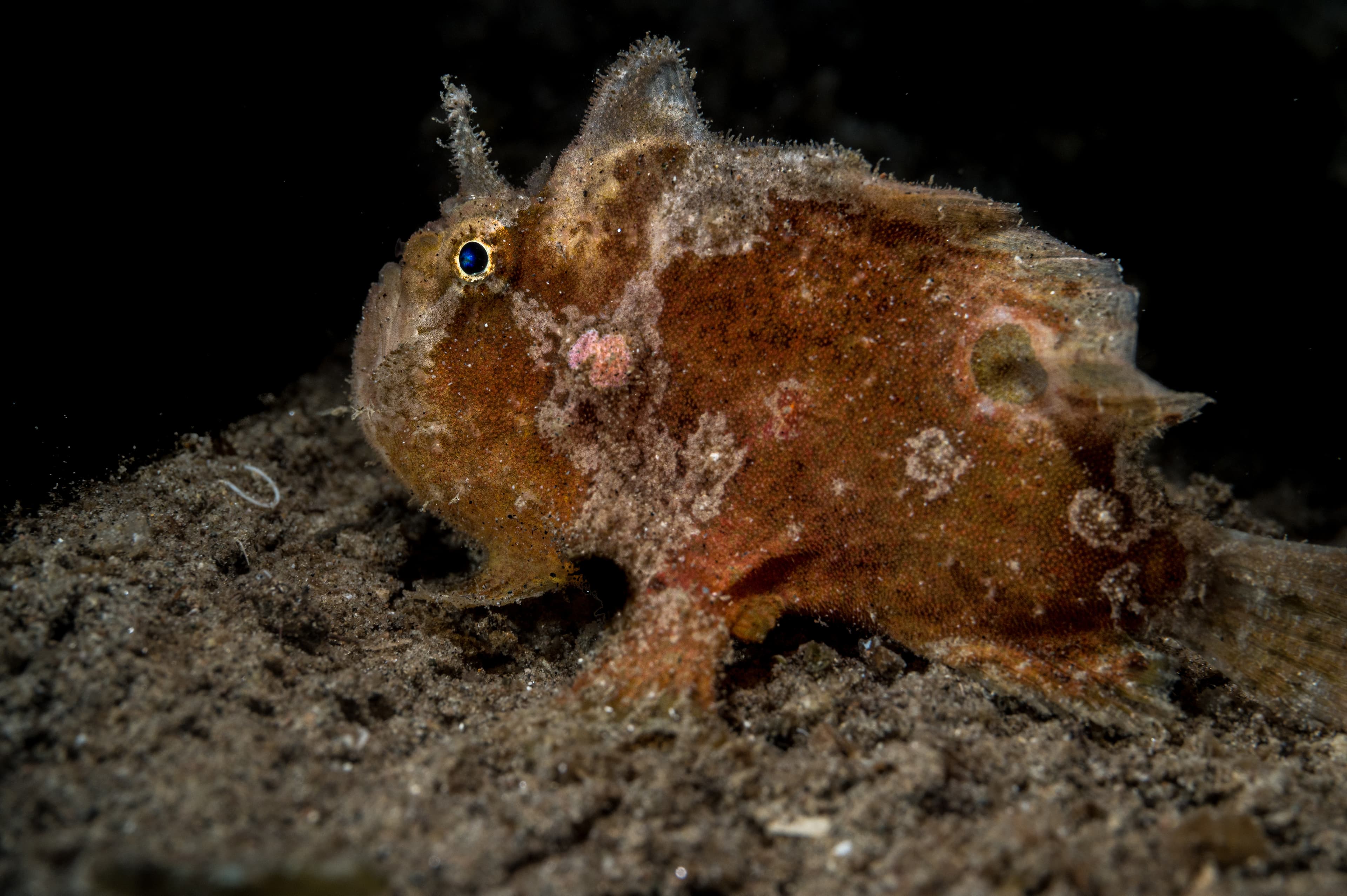 Spotfin Frogfish (Antennatus nummifer)