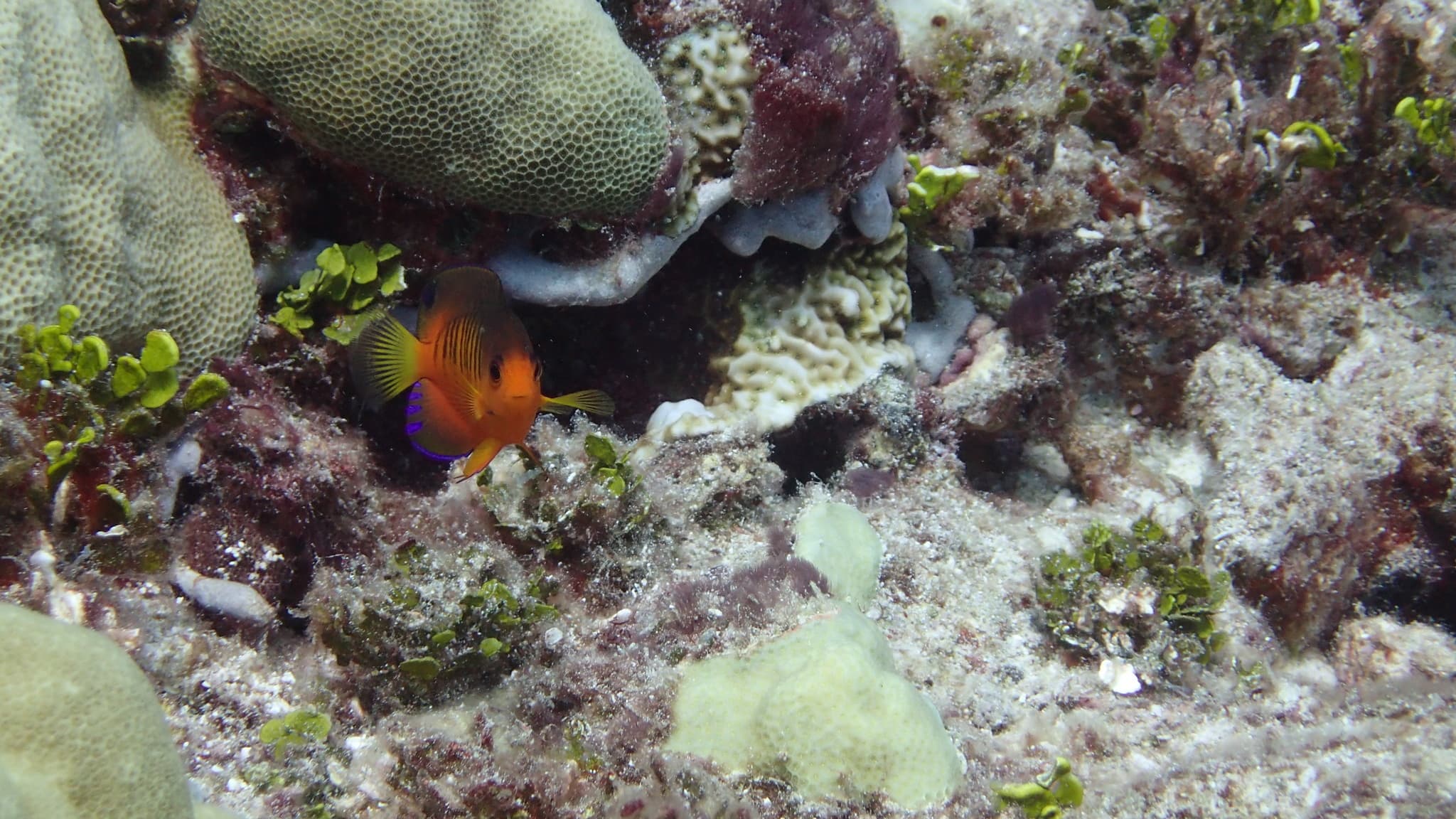 Shepard's Angelfish (Centropyge shepardi)