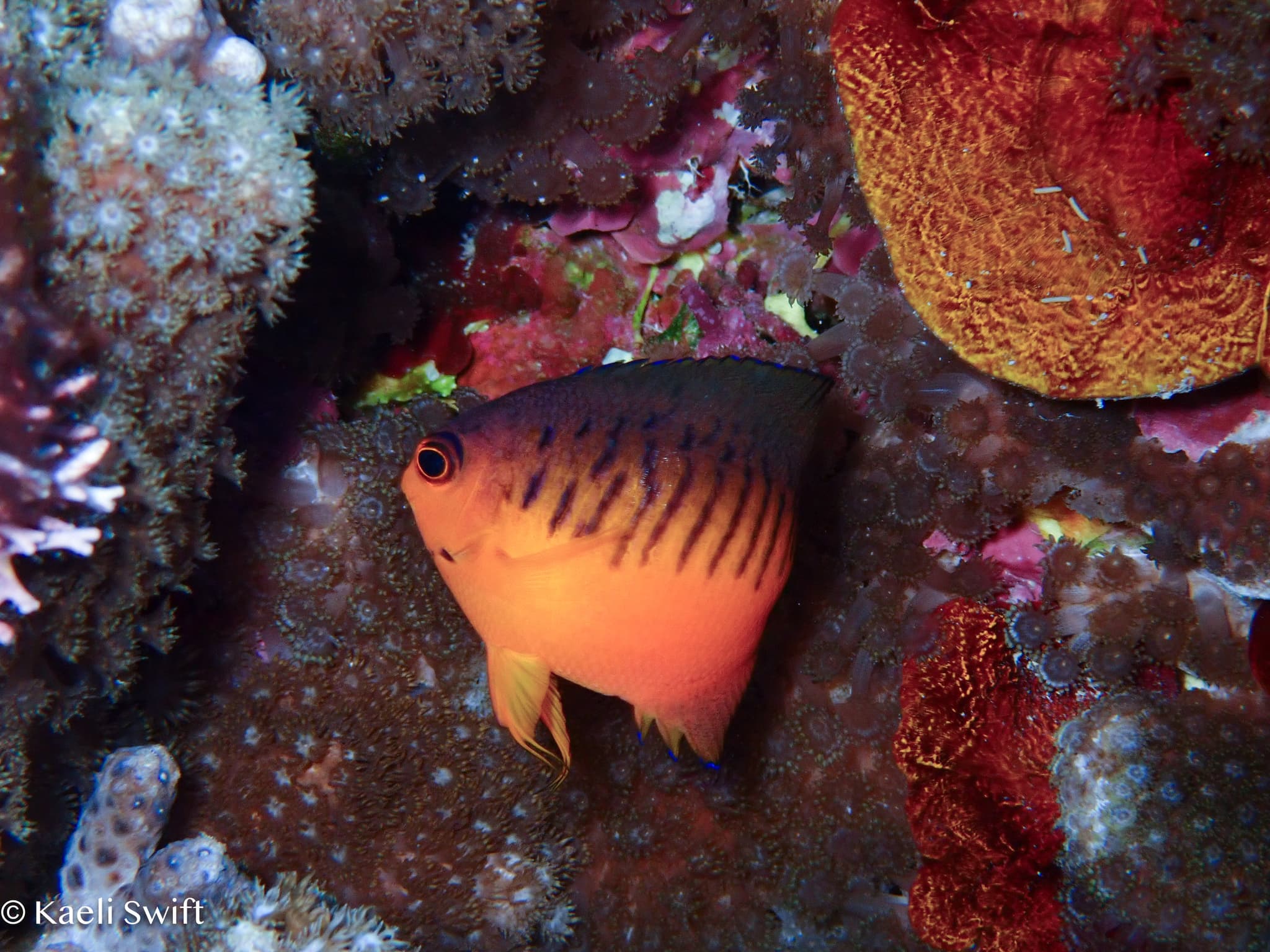 Shepard's Angelfish (Centropyge shepardi)