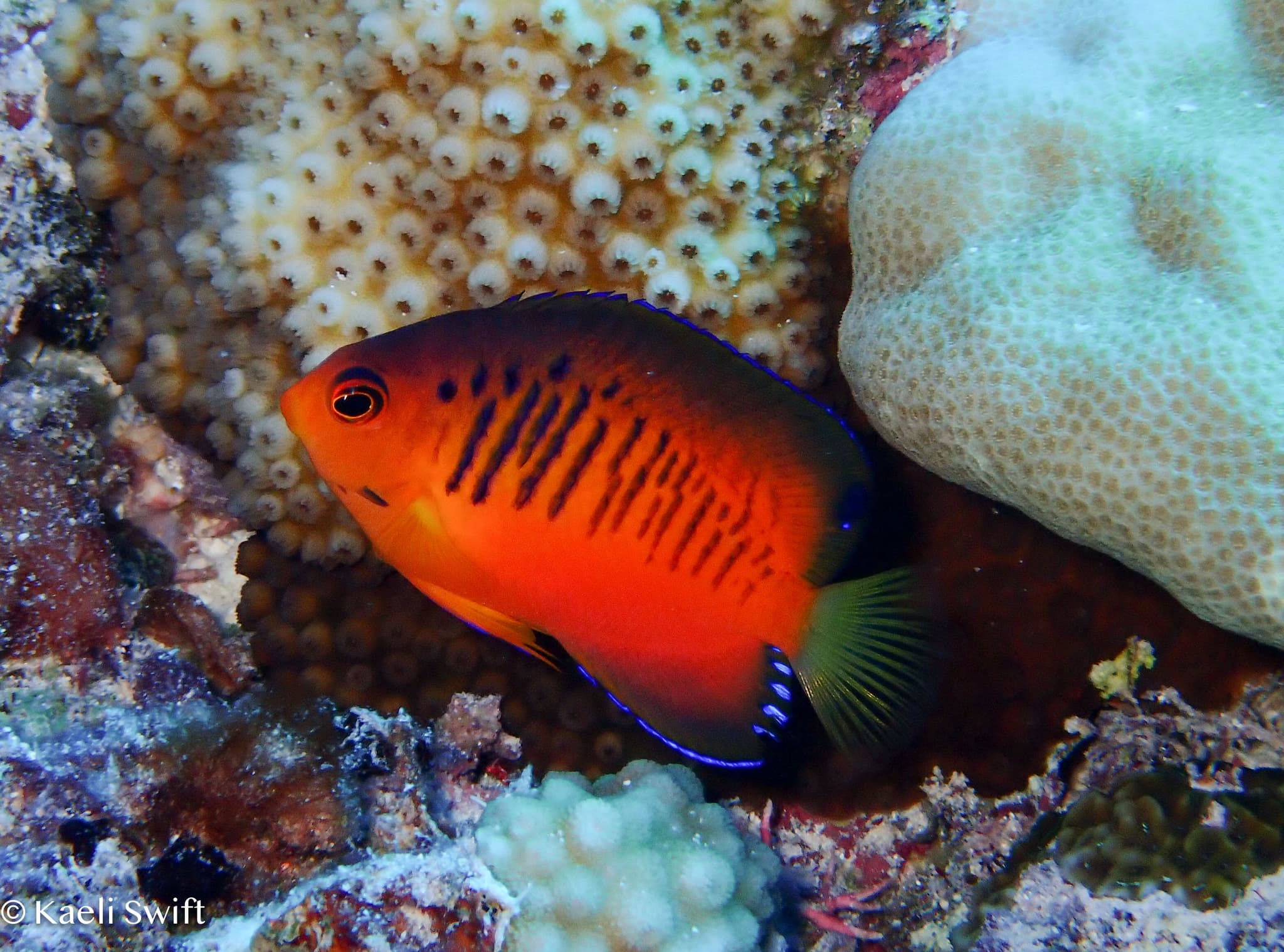 Shepard's Angelfish (Centropyge shepardi)