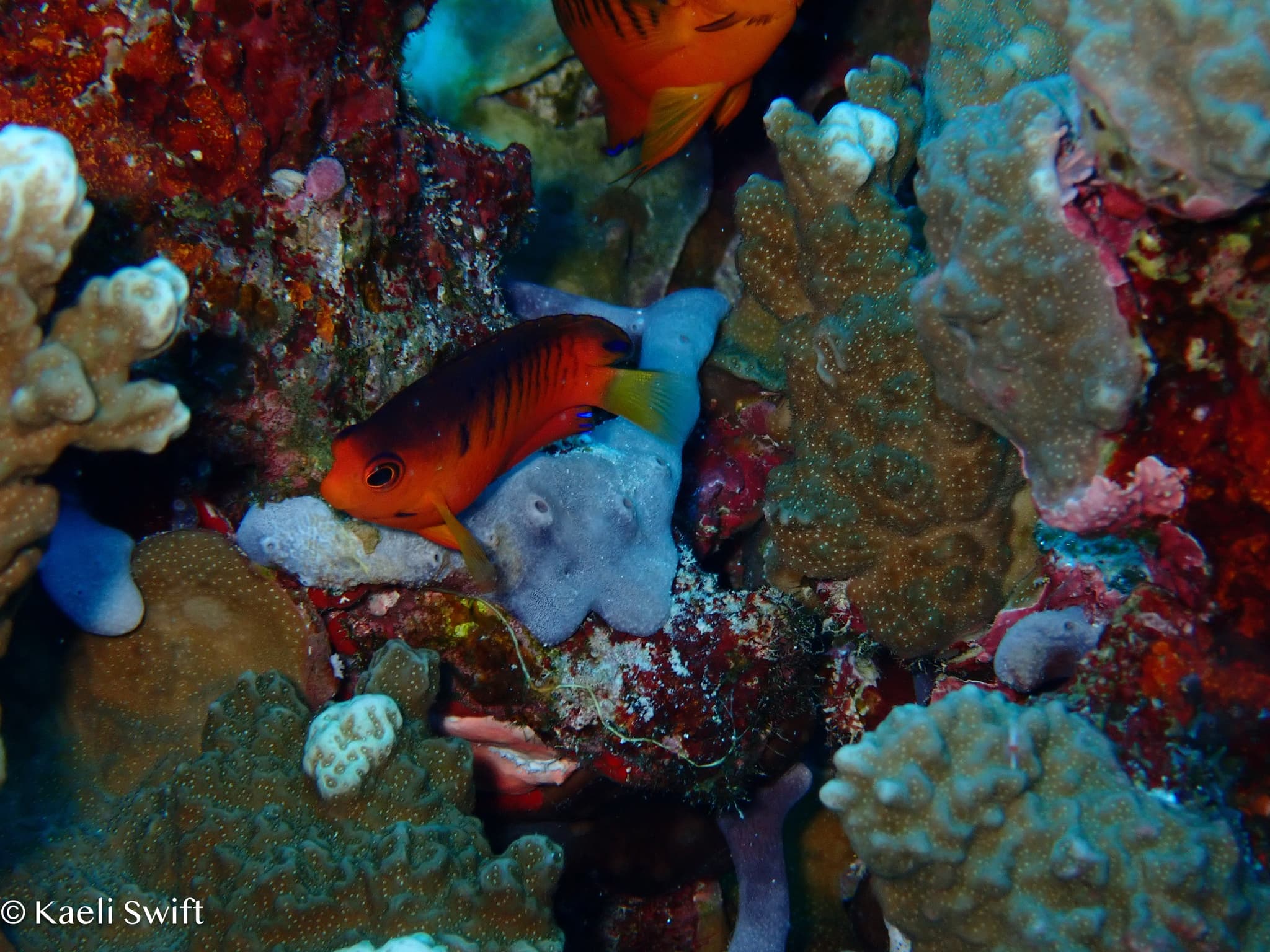 Shepard's Angelfish (Centropyge shepardi)