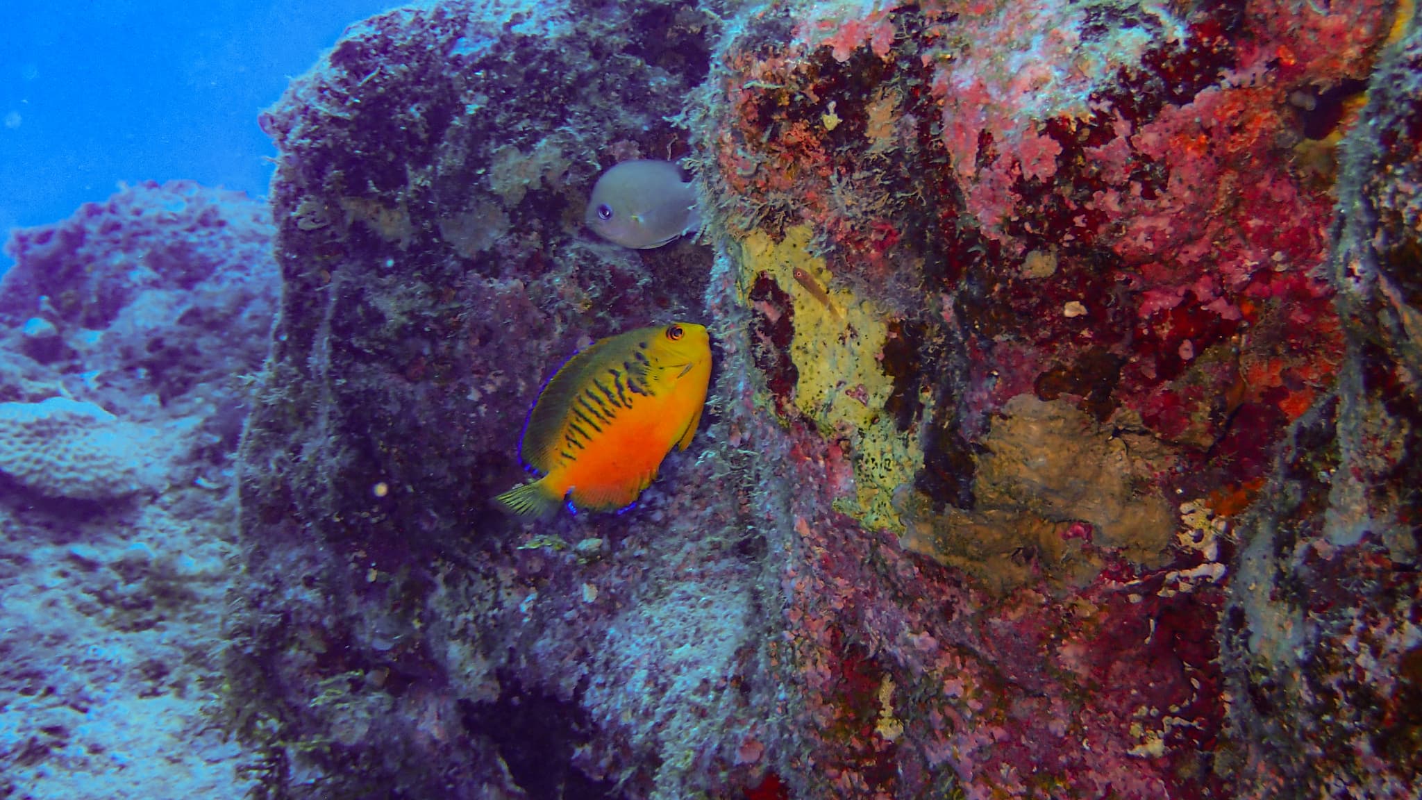 Shepard's Angelfish (Centropyge shepardi)