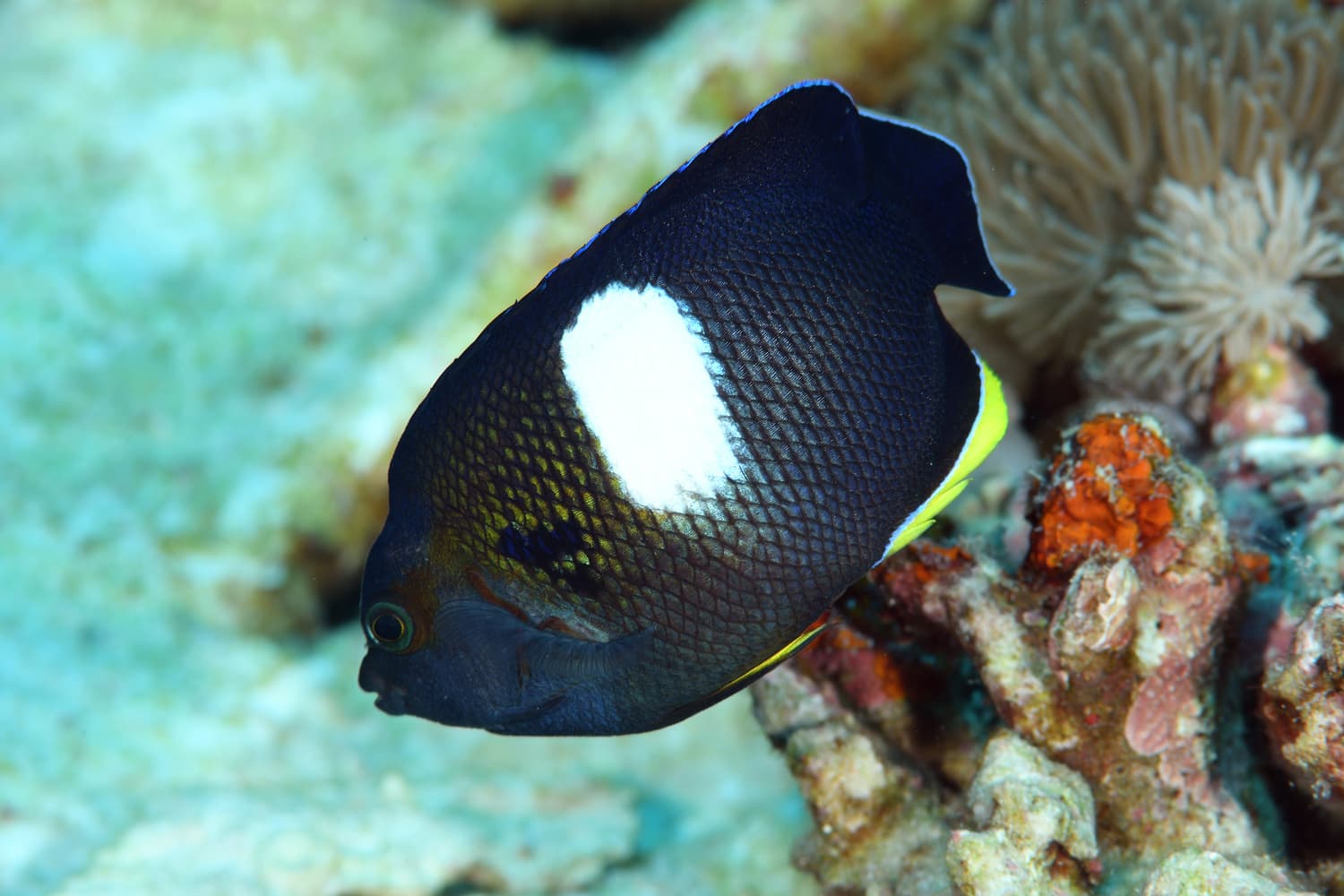 Keyhole Angelfish (Centropyge tibicen)