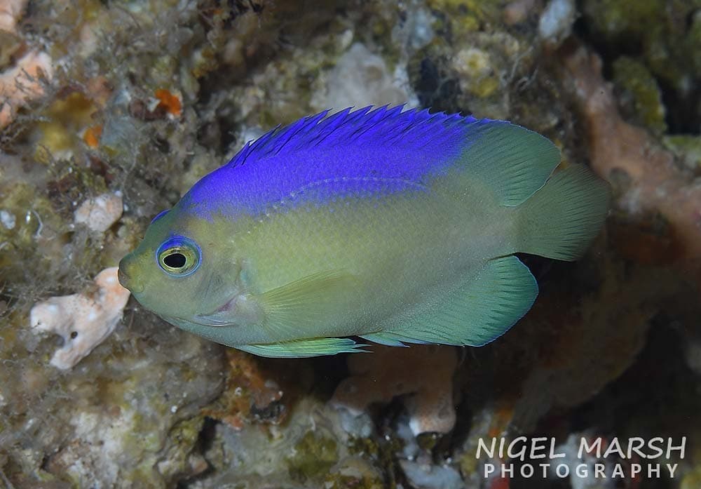 Colin’s Angelfish or Cocos-Keeling Angelfish (Centropyge colini)