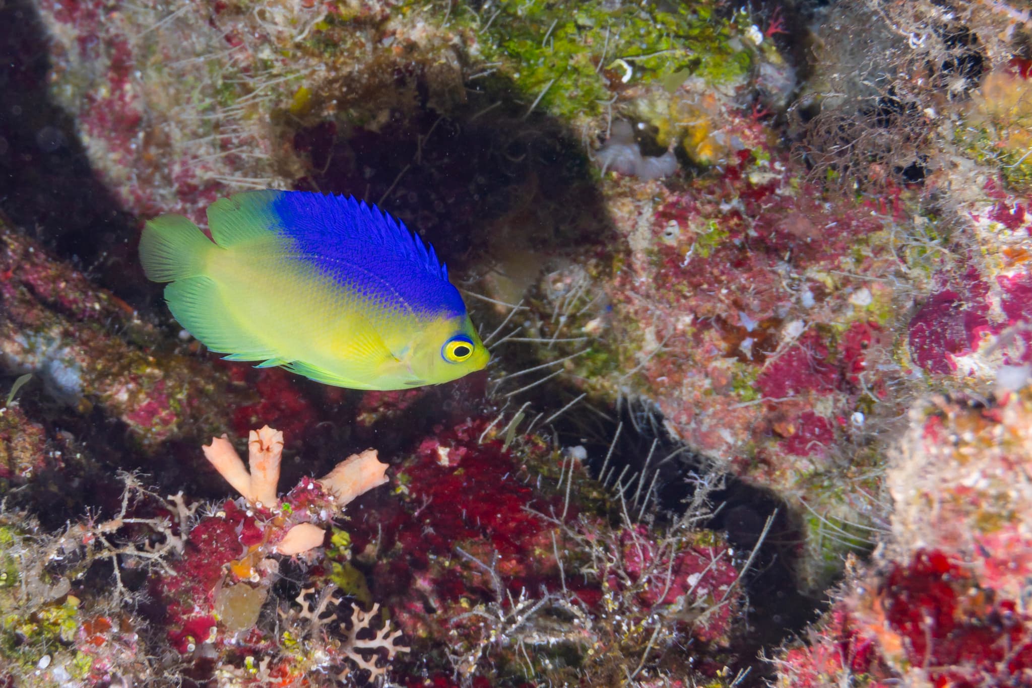 Colin’s Angelfish or Cocos-Keeling Angelfish (Centropyge colini)