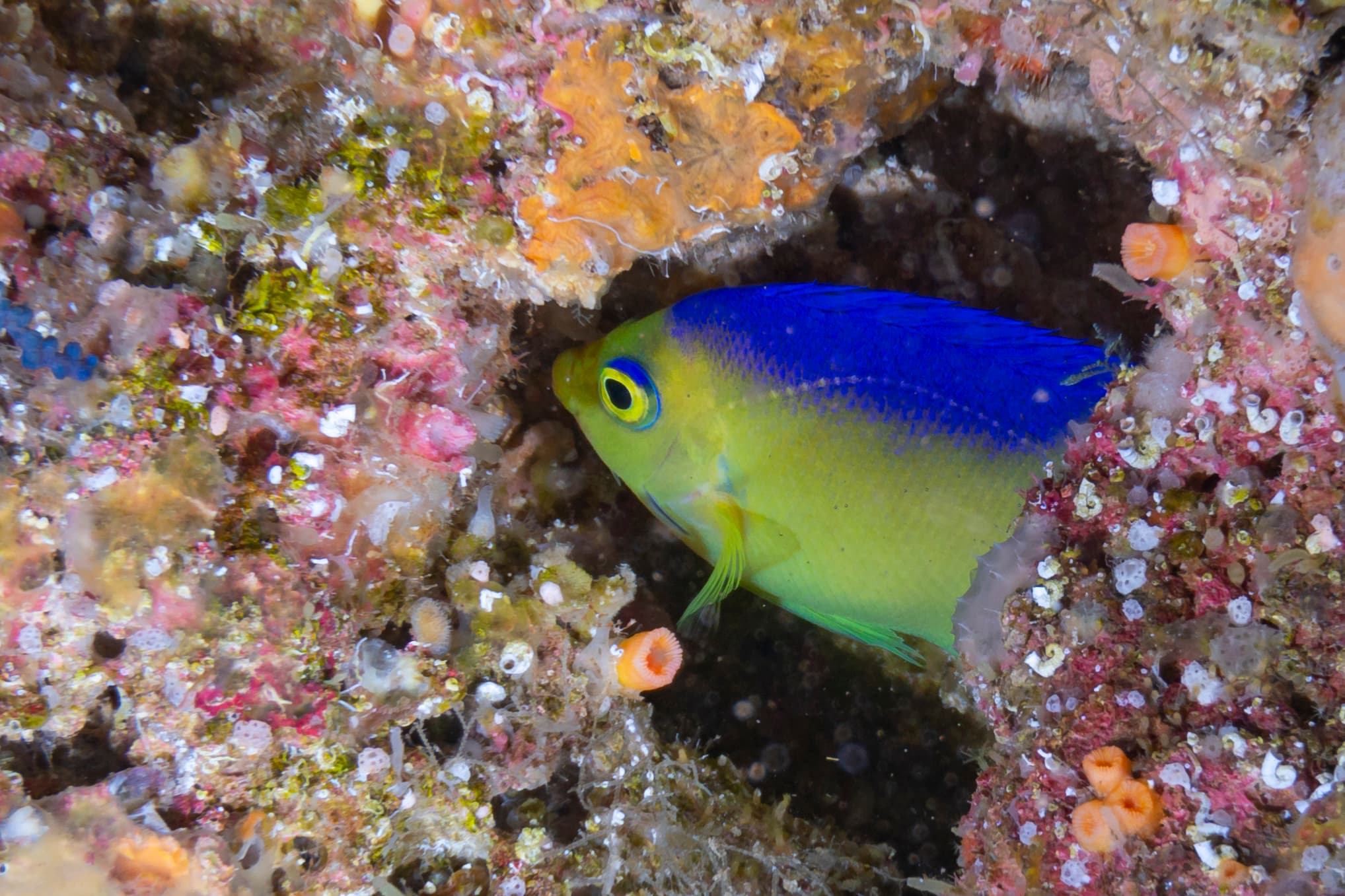 Colin’s Angelfish or Cocos-Keeling Angelfish (Centropyge colini)