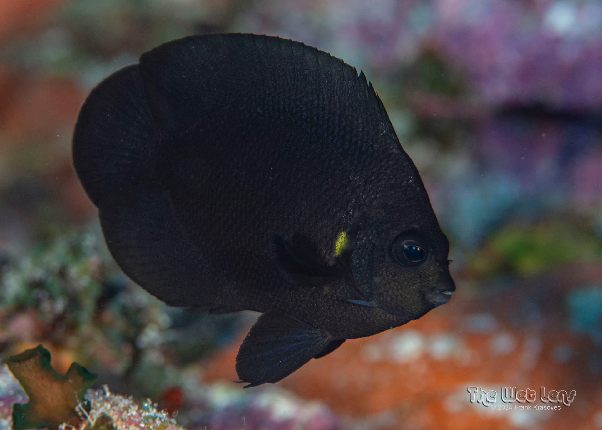 Midnight Angelfish (Centropyge nox)