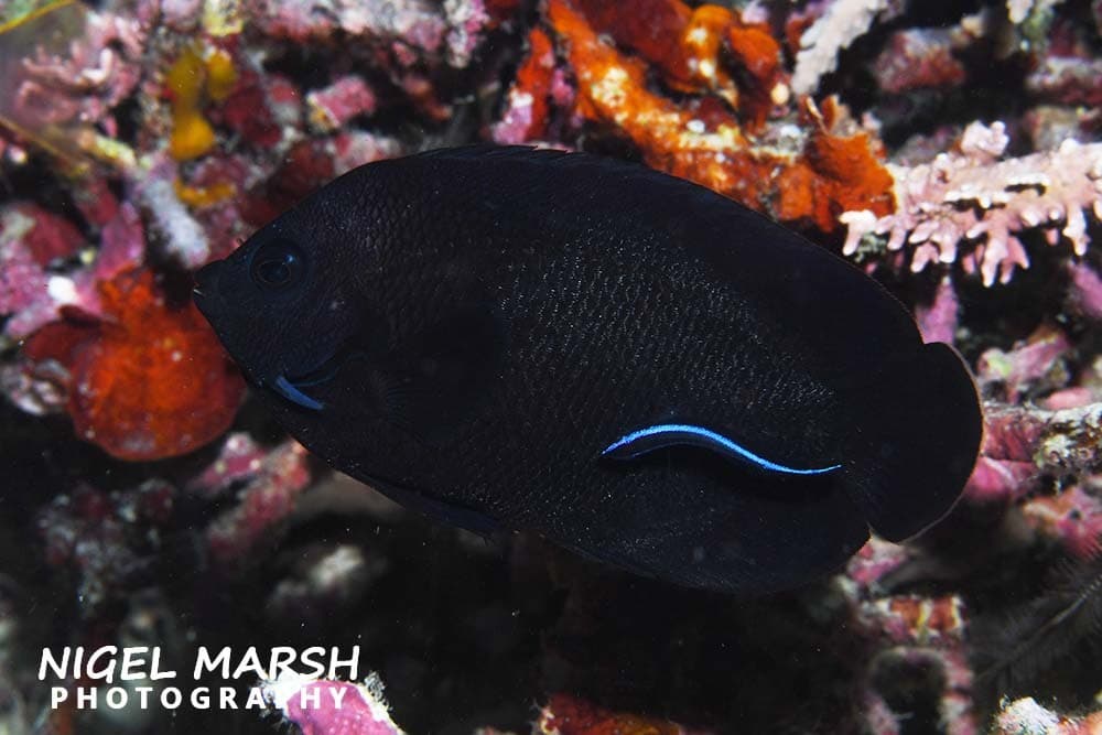 Midnight Angelfish (Centropyge nox)