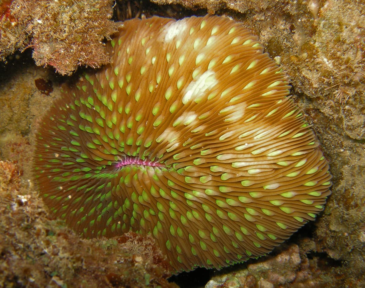 Mushroom Coral (Lobactis scutaria)