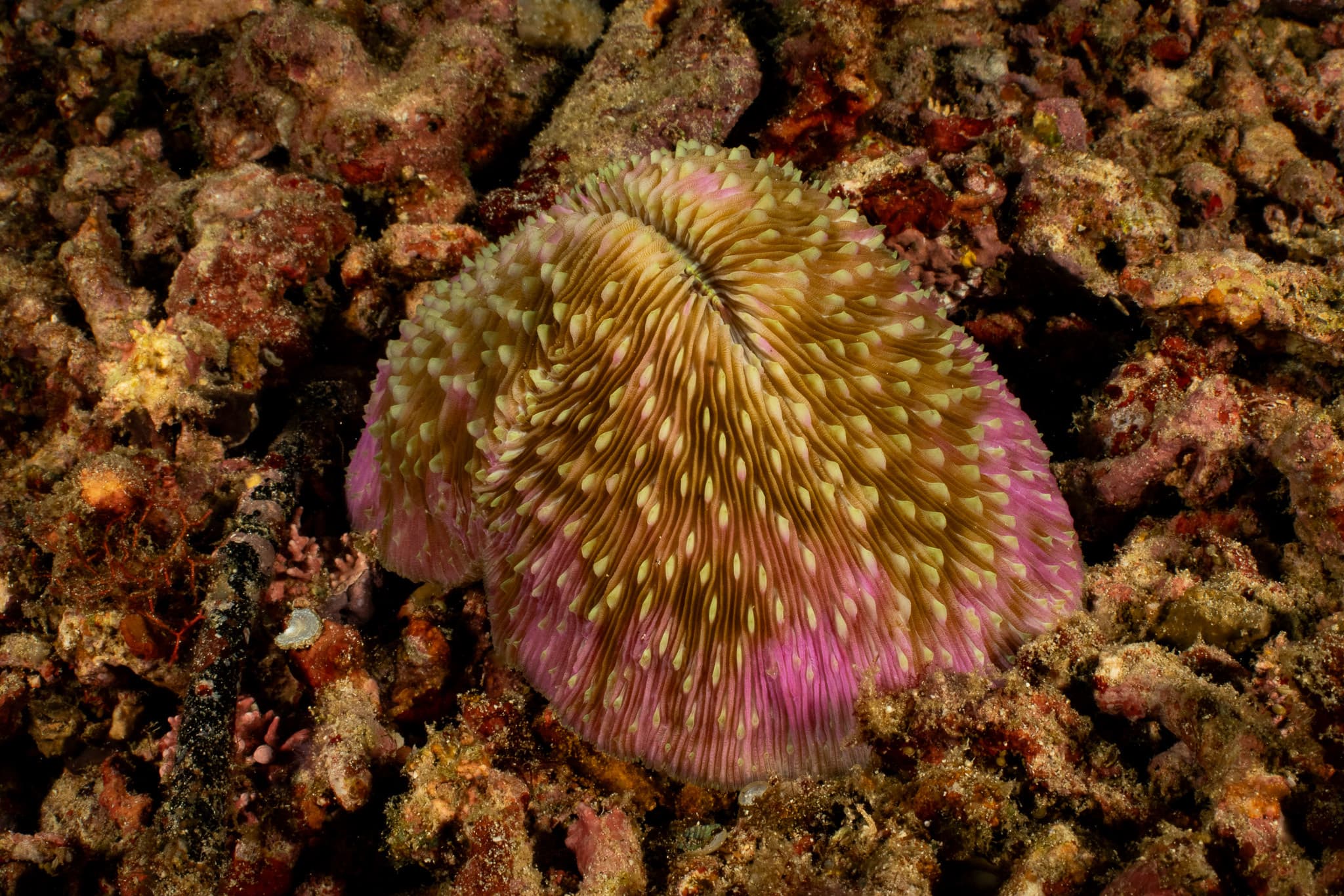 Mushroom Coral (Lobactis scutaria)