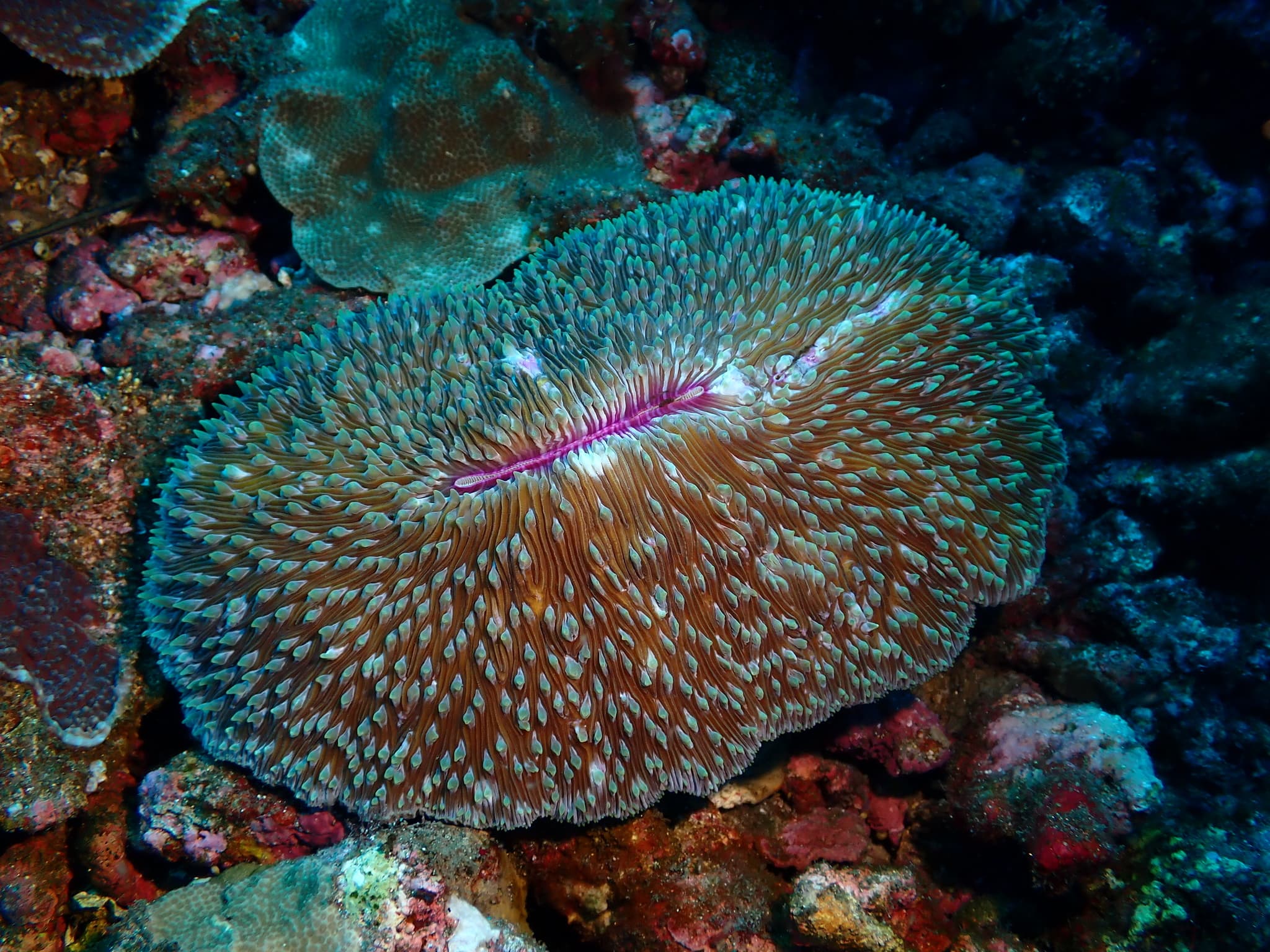 Mushroom Coral (Lobactis scutaria)