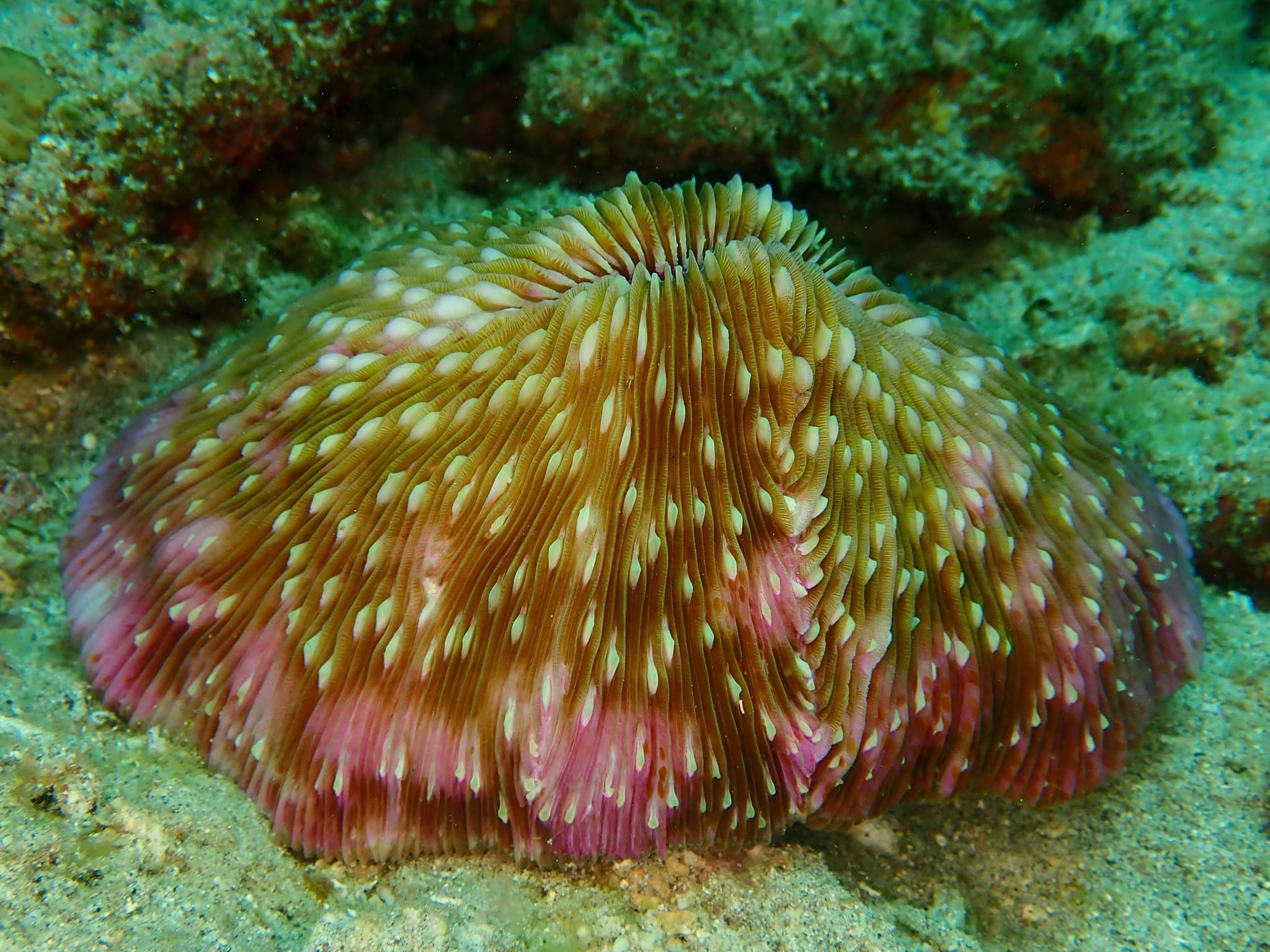 Mushroom Coral (Lobactis scutaria)