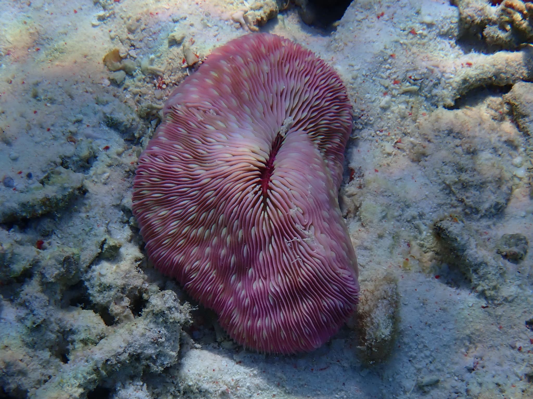 Mushroom Coral (Lobactis scutaria), Arborek Island, Raja Ampat, Indonesia