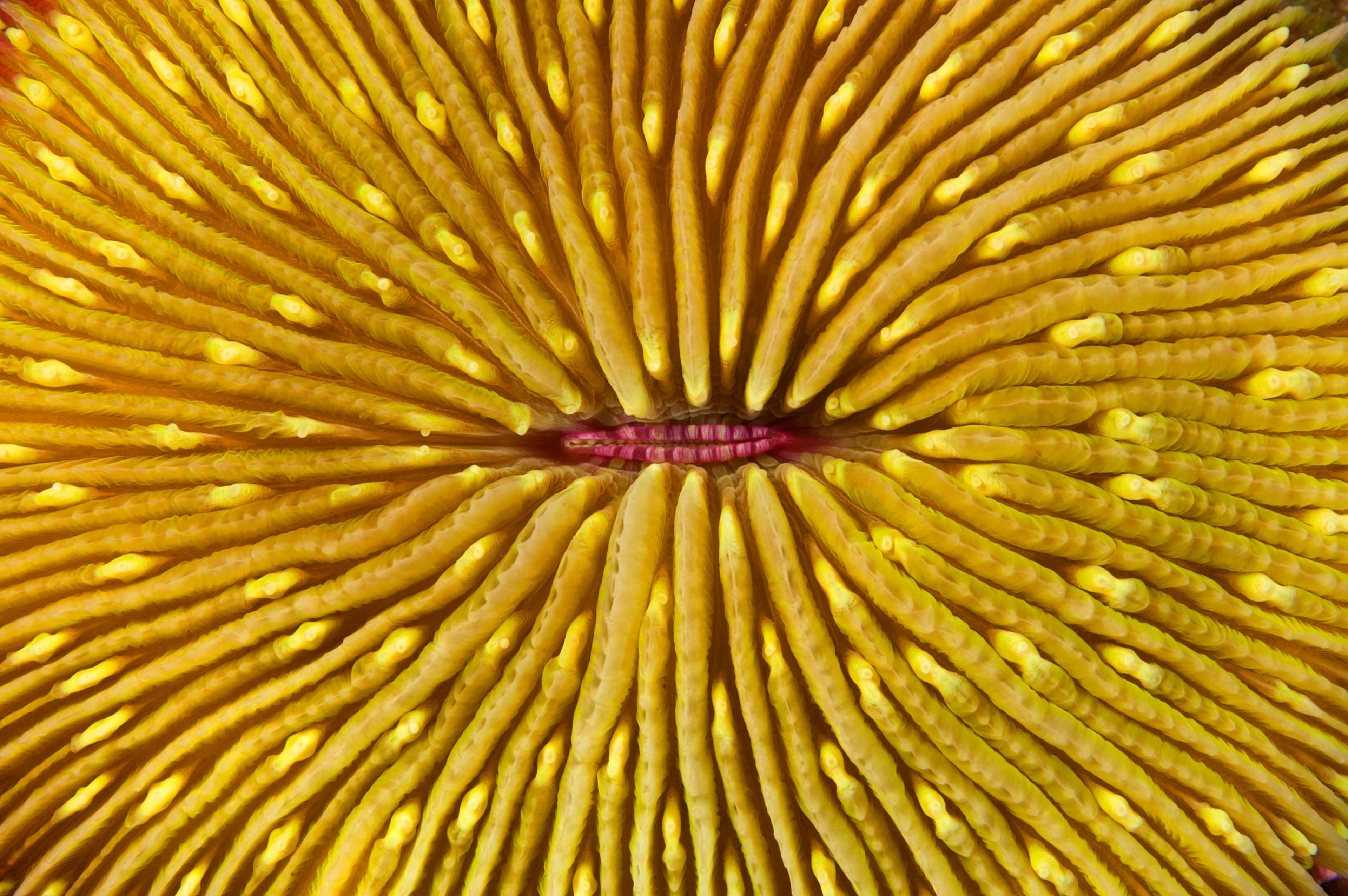 Mushroom Coral (Lobactis scutaria), Kingman Reef